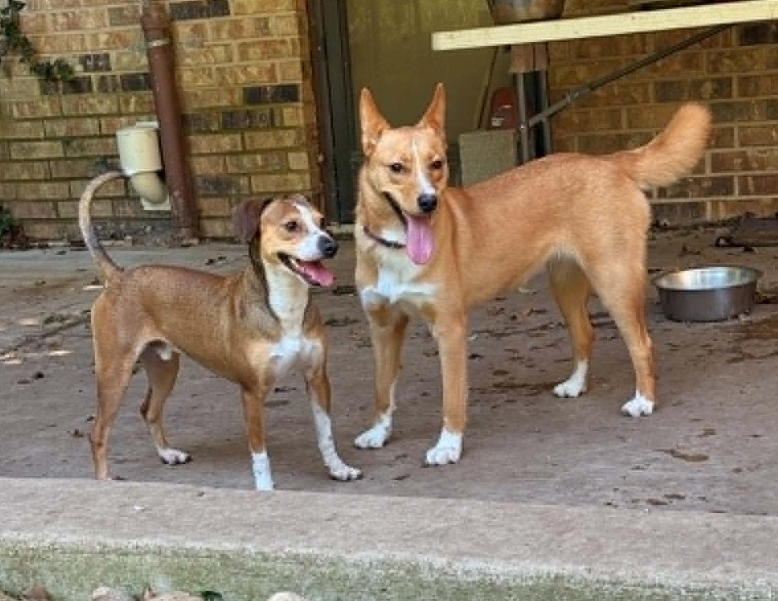 Enlarge Clyde, a ADOPTABLE mixed breed in Temple, TX image 2/6