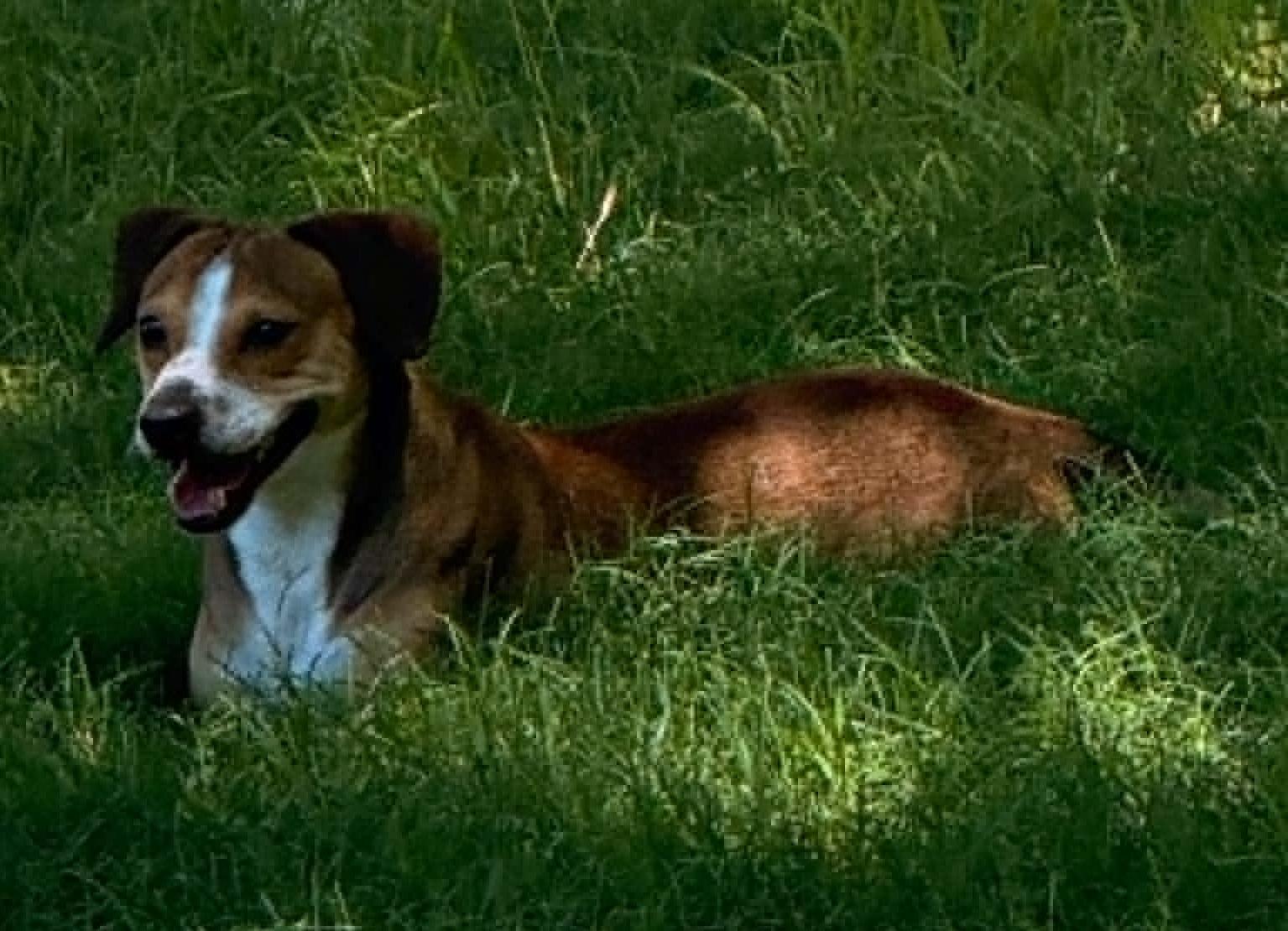 Enlarge Clyde, a ADOPTABLE mixed breed in Temple, TX image 4/6