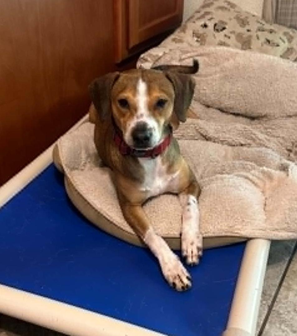 Enlarge Clyde, a ADOPTABLE mixed breed in Temple, TX image 1/6