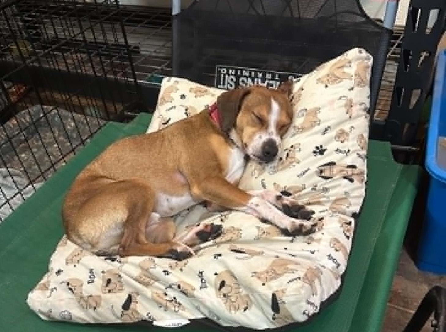 Enlarge Clyde, a ADOPTABLE mixed breed in Temple, TX image 5/6