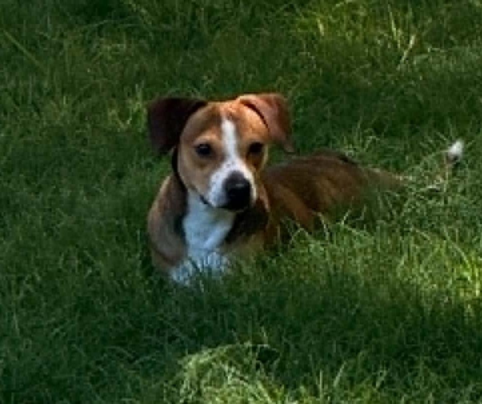 Enlarge Clyde, a ADOPTABLE mixed breed in Temple, TX image 6/6