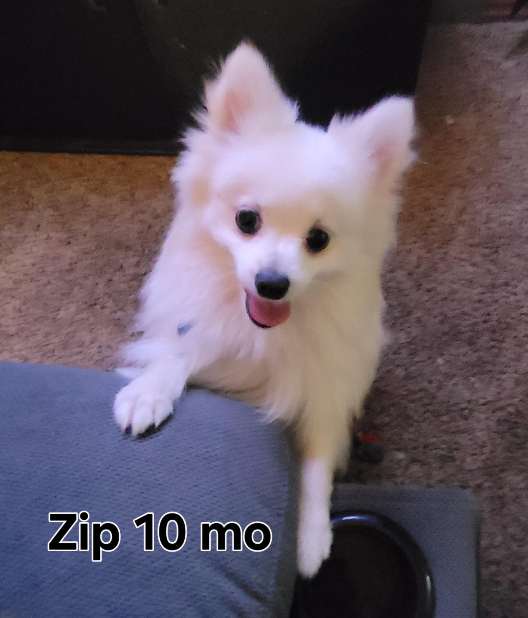 Zip, Adopted, Young Male Pomeranian.