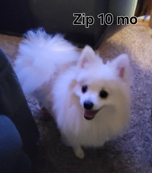 Enlarge Zip, a Adopted Pomeranian in Lewiston, ID image 2/4