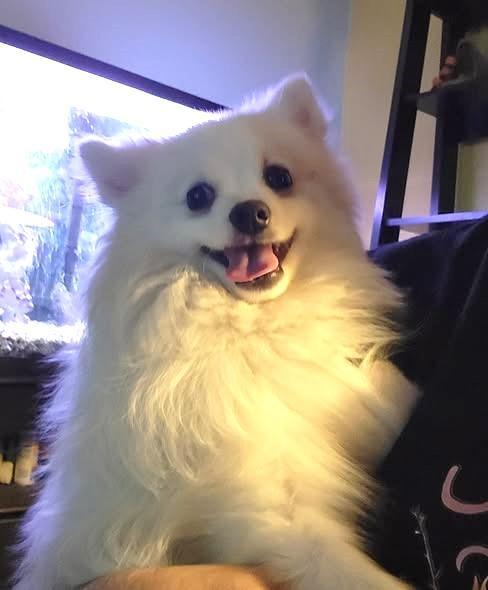 Enlarge Zip, a Adopted Pomeranian in Lewiston, ID image 3/4