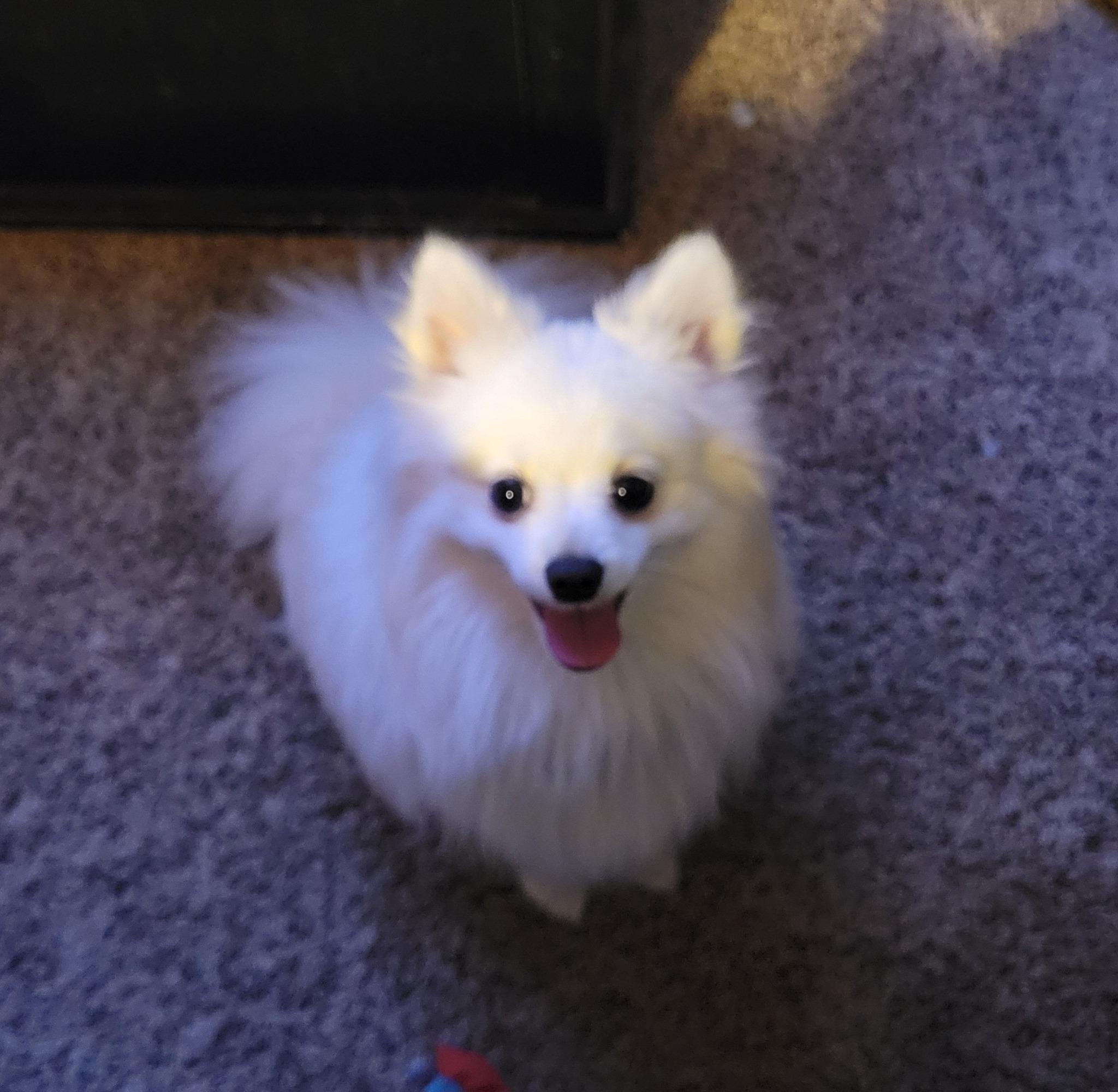 Enlarge Zip, a Adopted Pomeranian in Lewiston, ID image 4/4