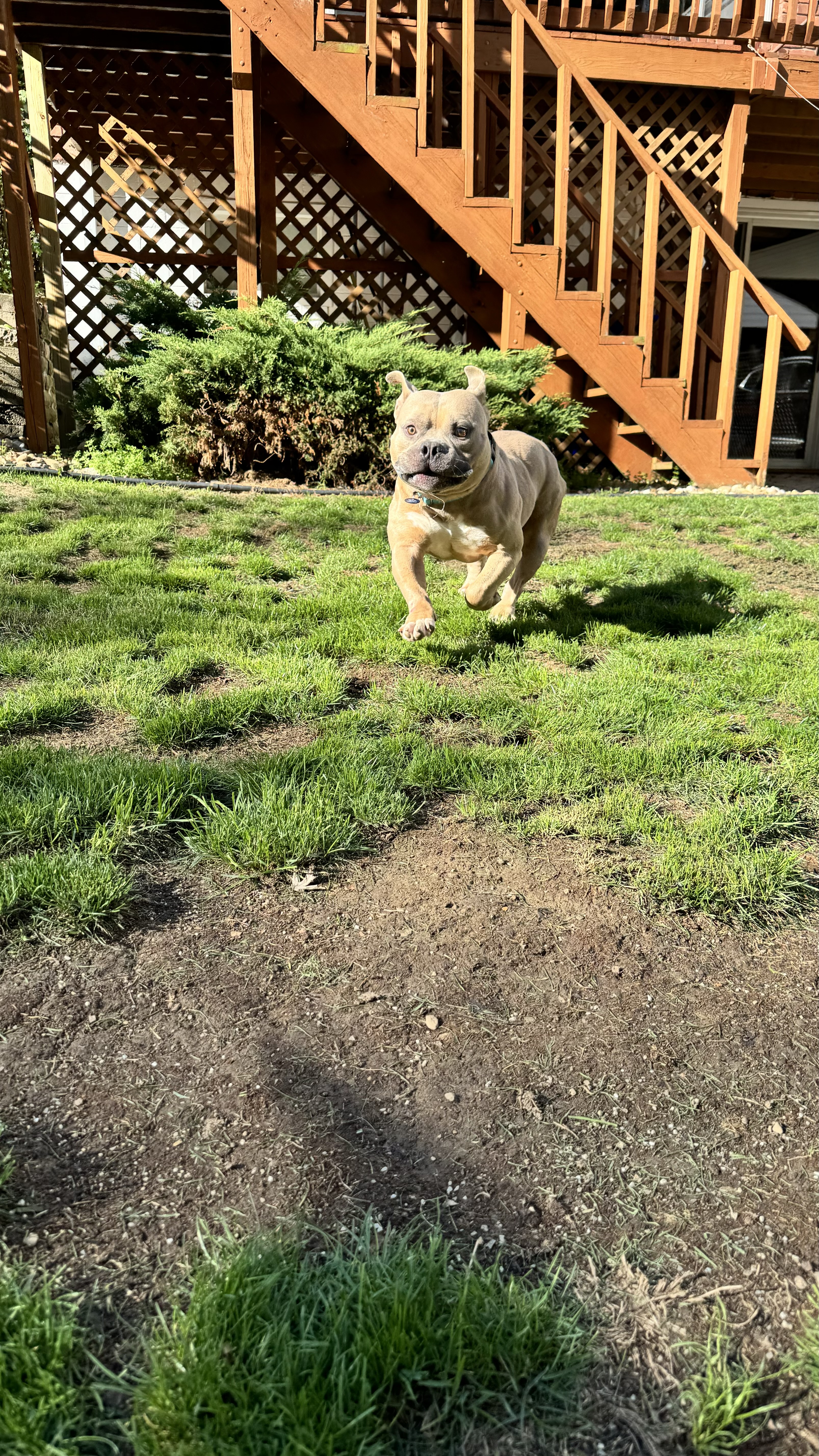 Tito, a Adopted mixed breed in Pittsburgh, PA image 1/4