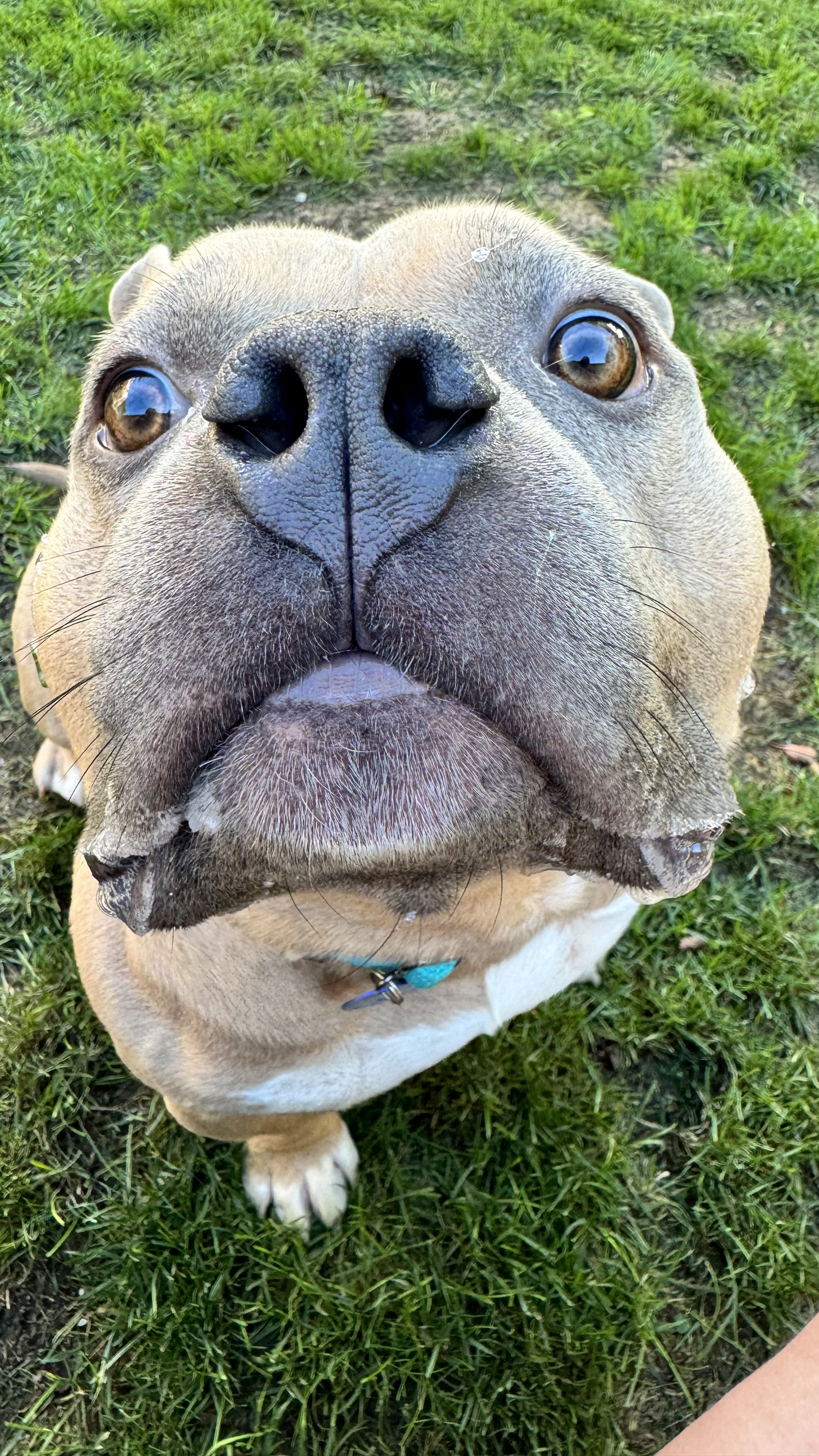 Tito, a Adopted mixed breed in Pittsburgh, PA image 2/4