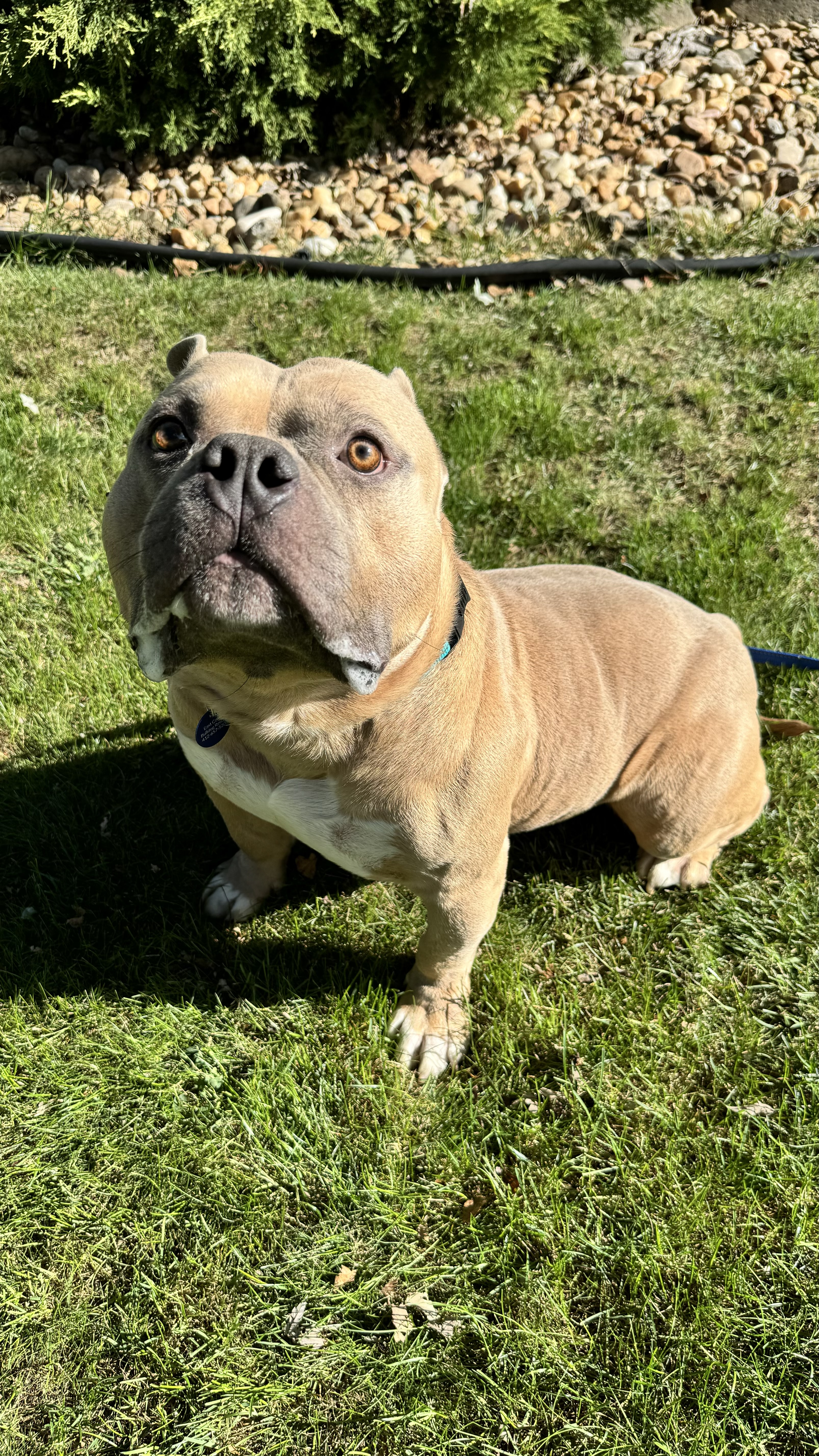 Tito, a Adopted mixed breed in Pittsburgh, PA image 3/4