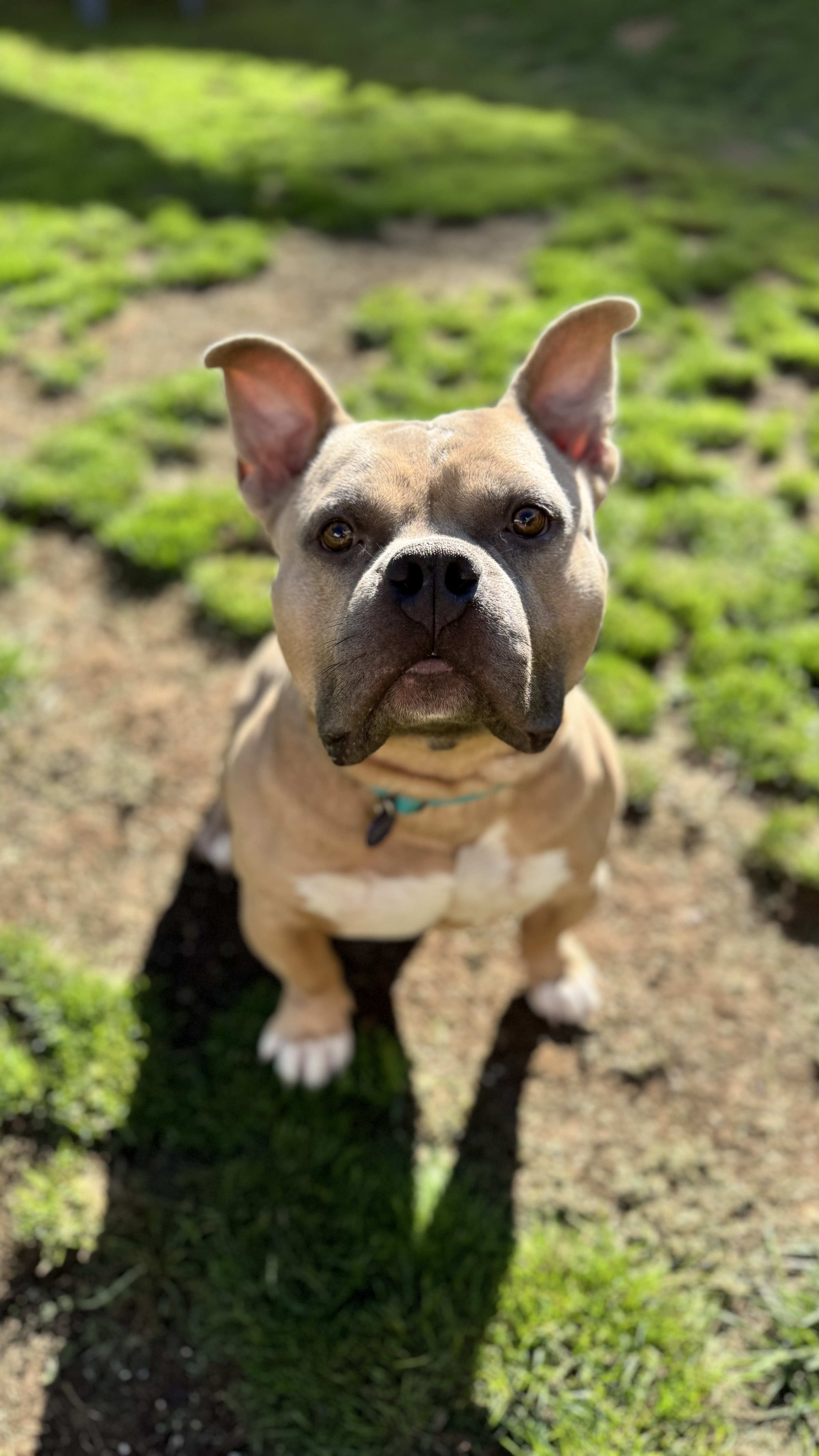 Tito, a Adopted mixed breed in Pittsburgh, PA image 4/4