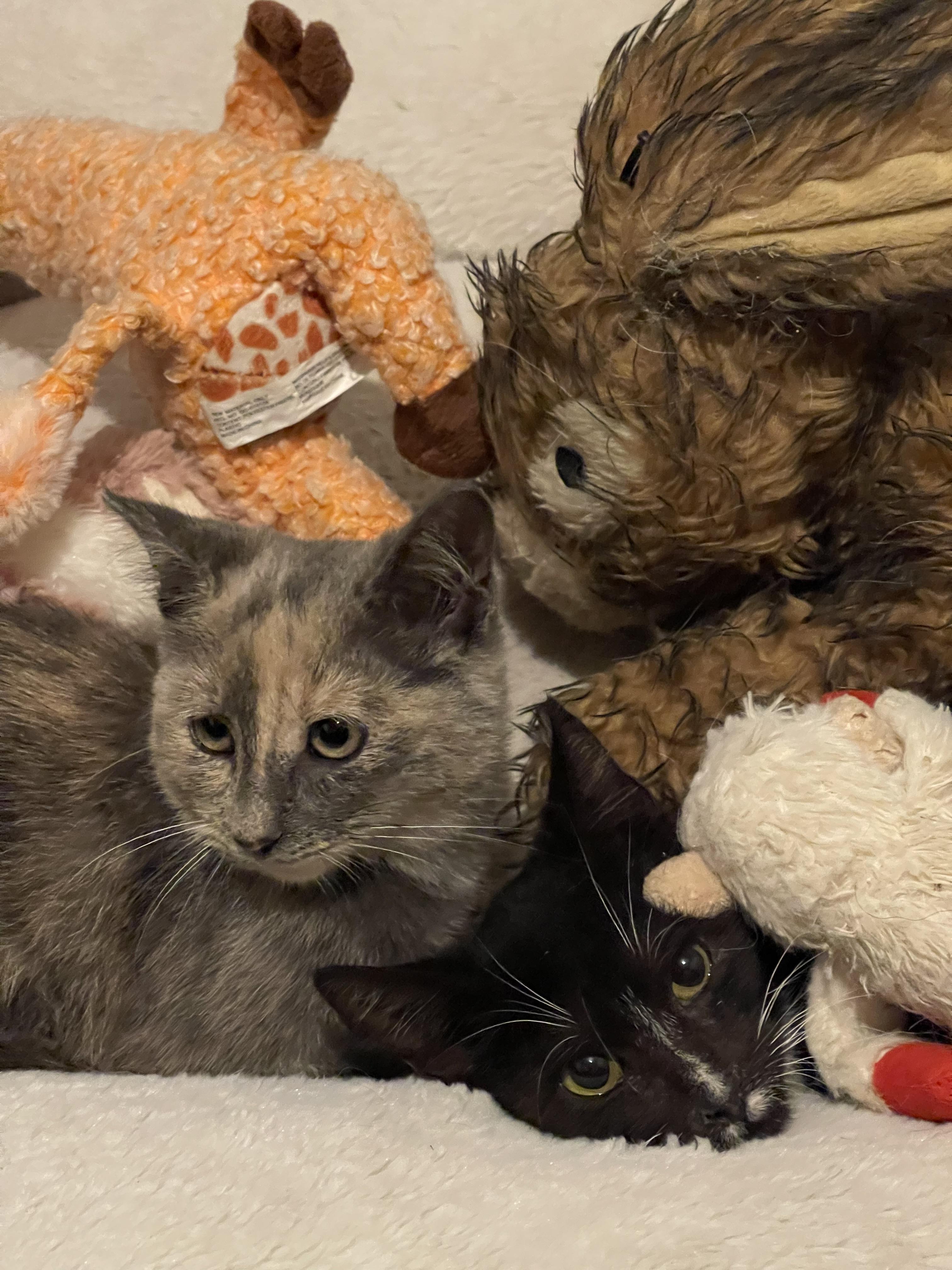 Ra & Isis, Adoptable, Young Male Domestic Short Hair.