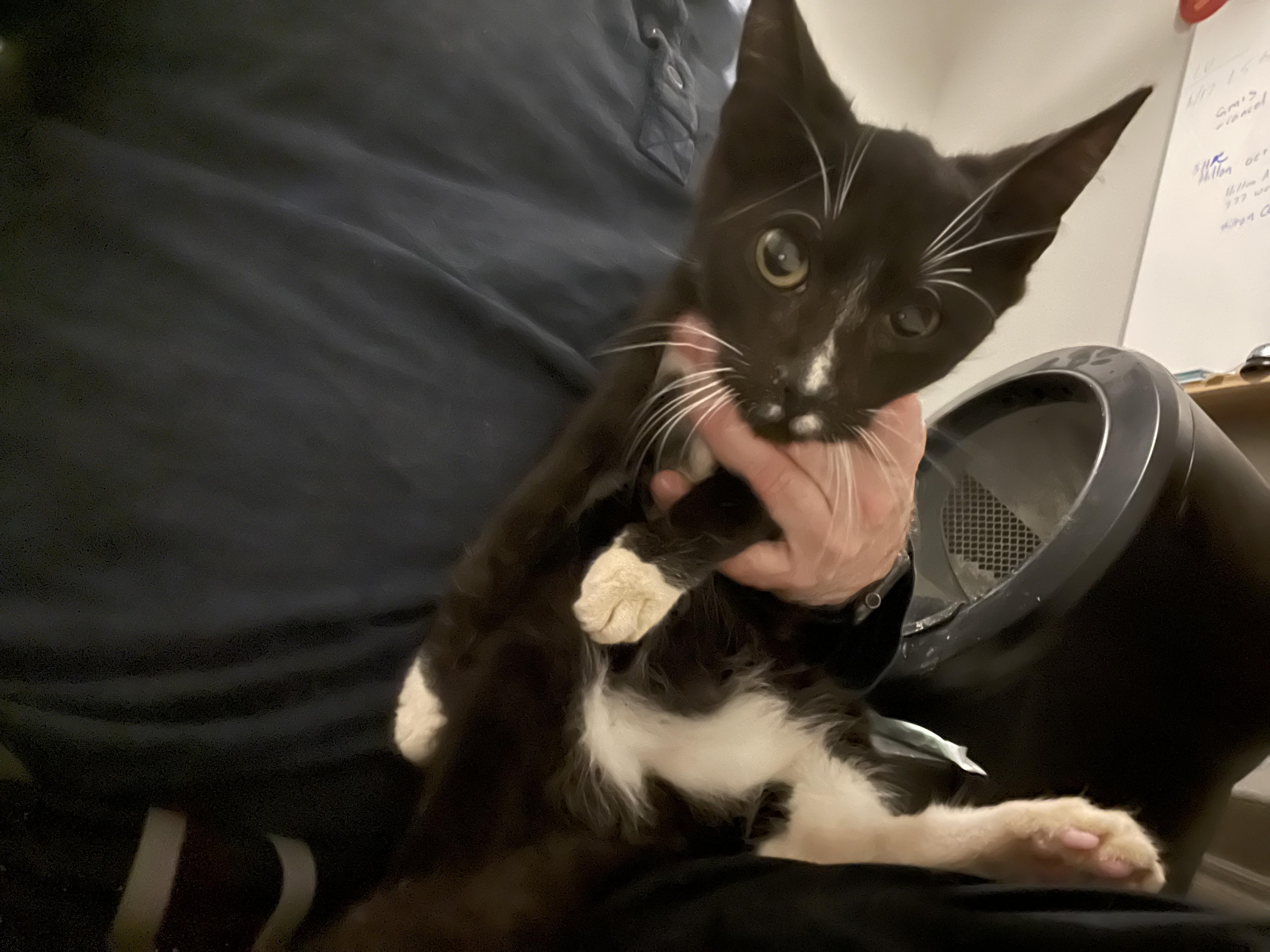 Ra & Isis, a Adoptable Domestic Short Hair in Yukon, OK image 2/6