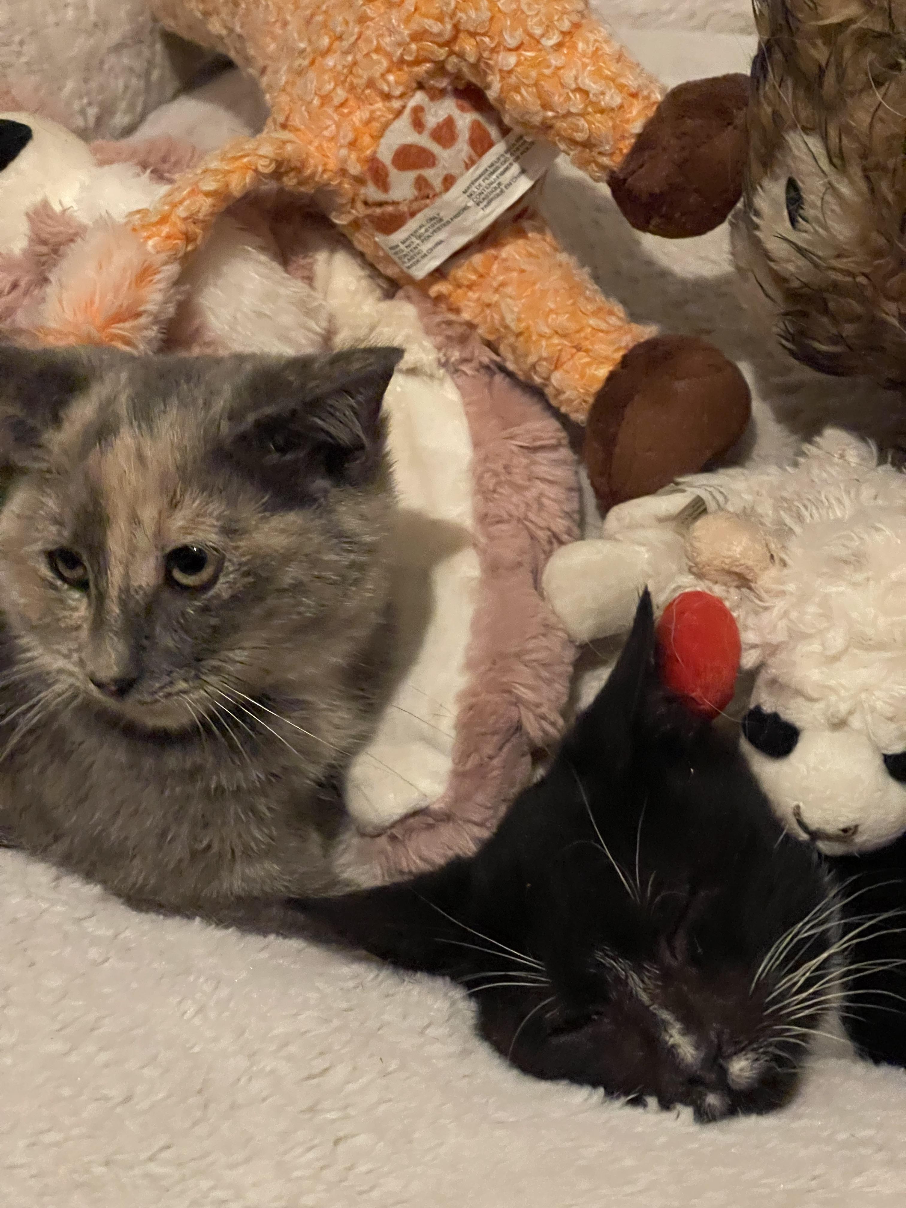 Ra & Isis, a Adoptable Domestic Short Hair in Yukon, OK image 5/6