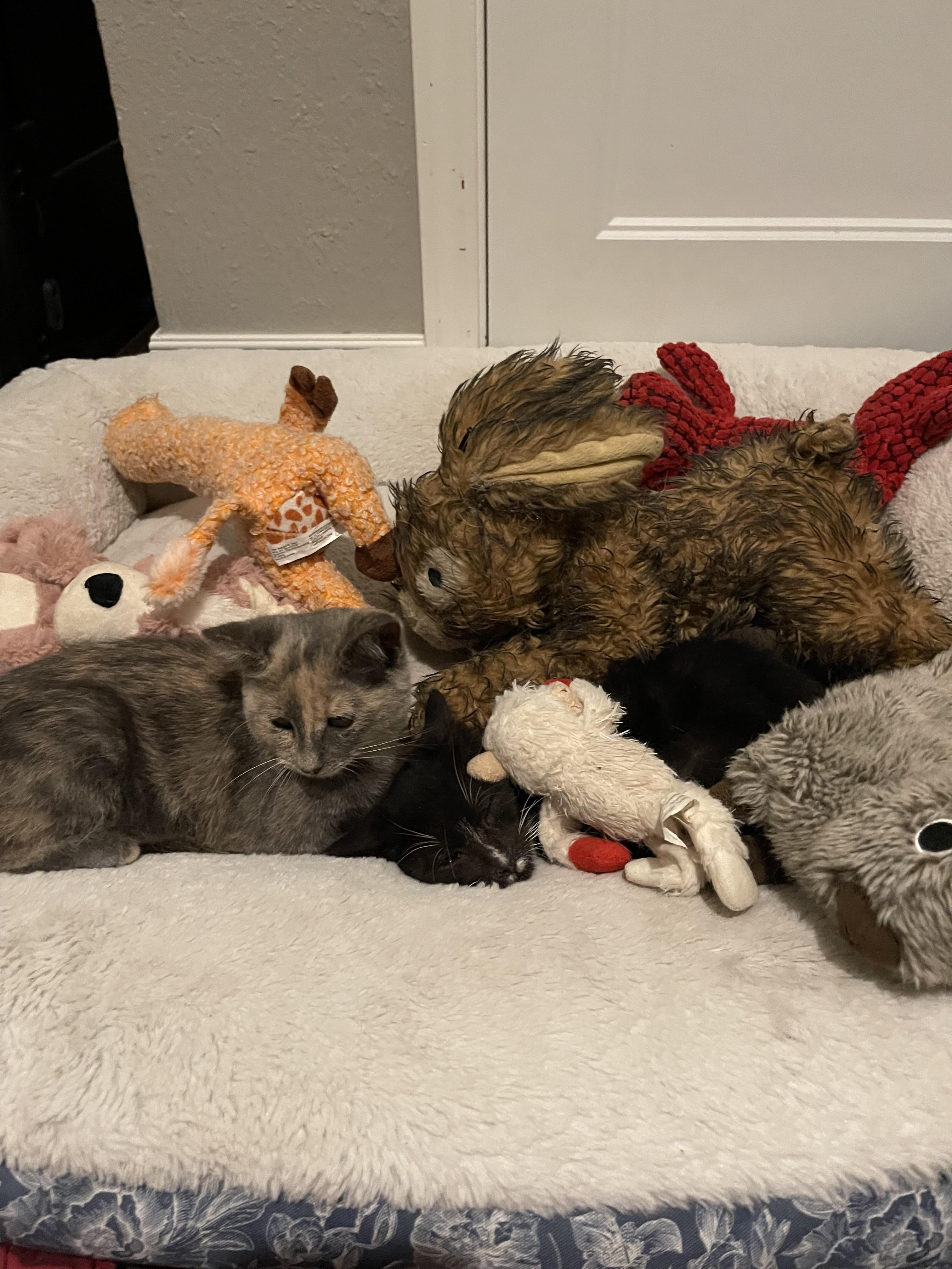 Ra & Isis, a Adoptable Domestic Short Hair in Yukon, OK image 6/6