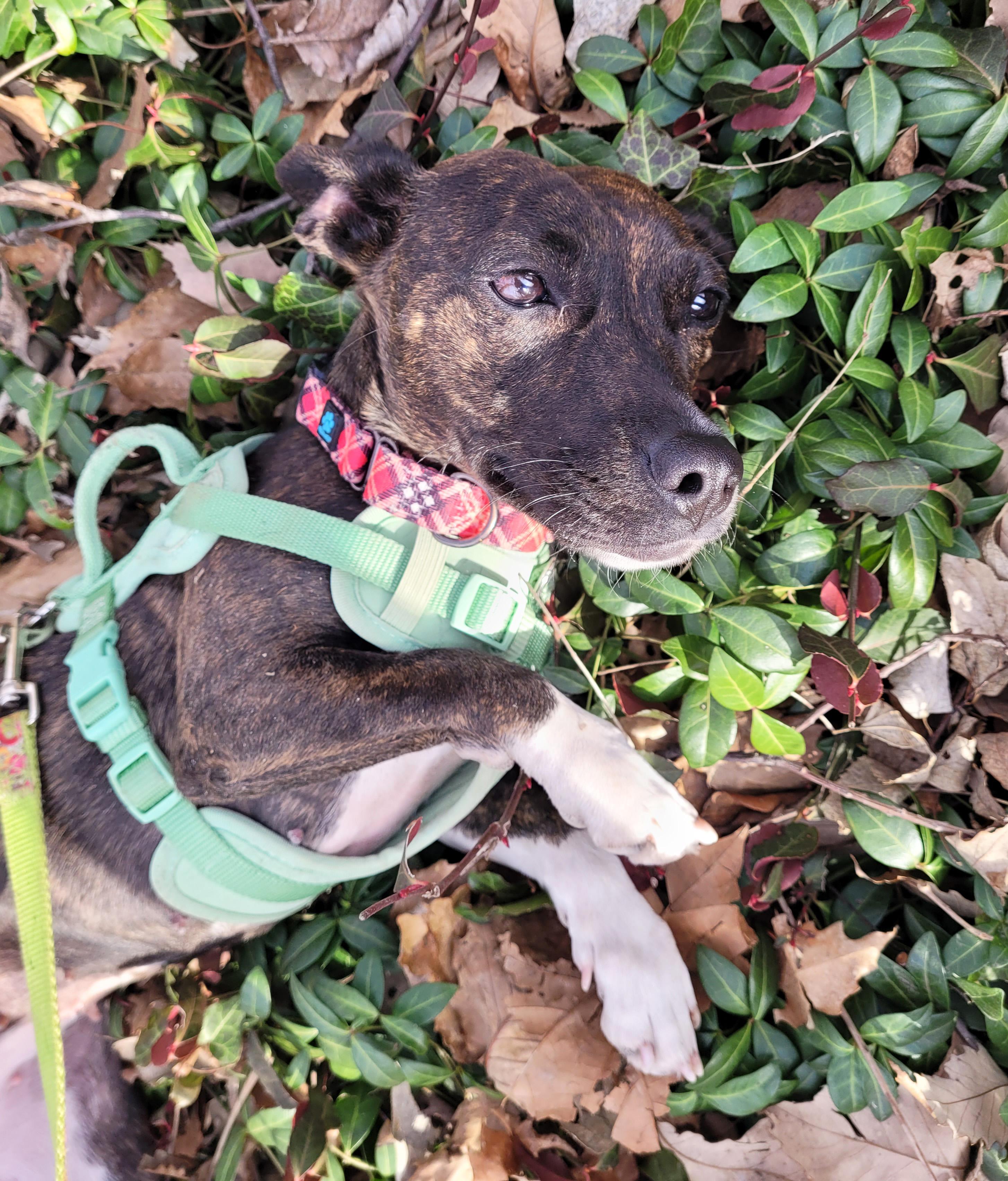 Enlarge Bobbles, a ADOPTABLE mixed breed in Manhattan, KS image 6/6