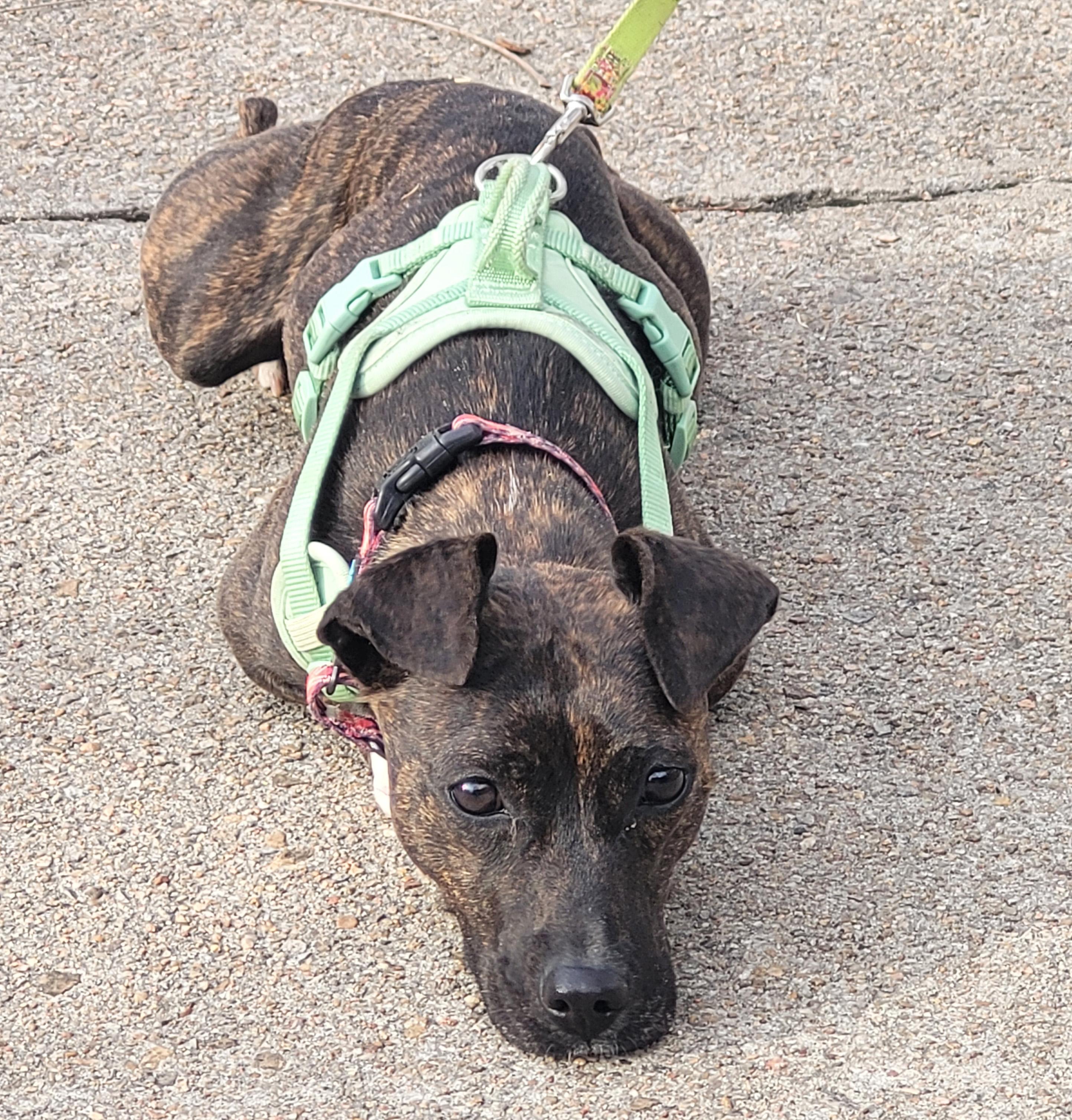 Enlarge Bobbles, a ADOPTABLE mixed breed in Manhattan, KS image 5/6