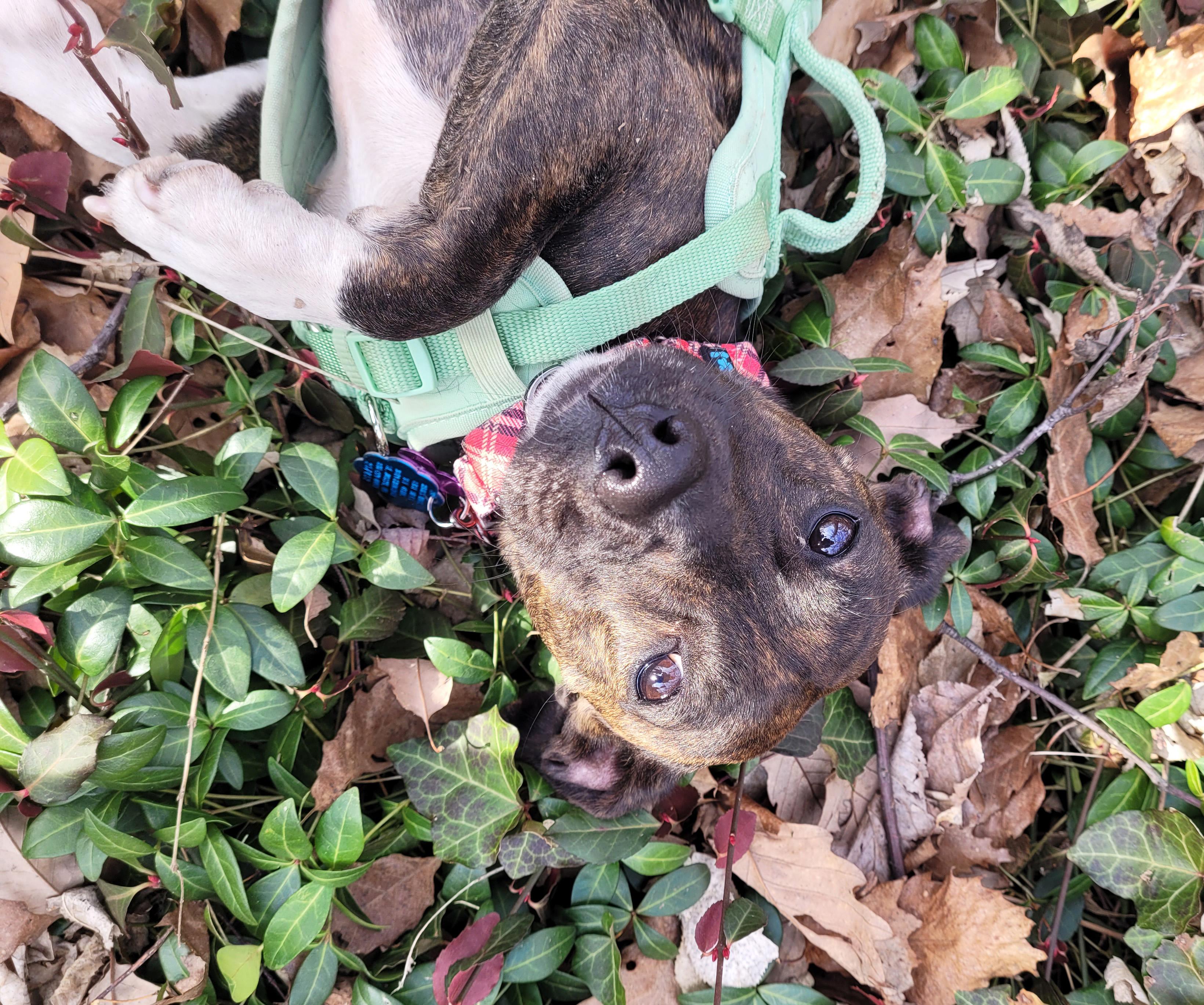 Bobbles, ADOPTABLE, Adult Female Chihuahua & Pit Bull Terrier.