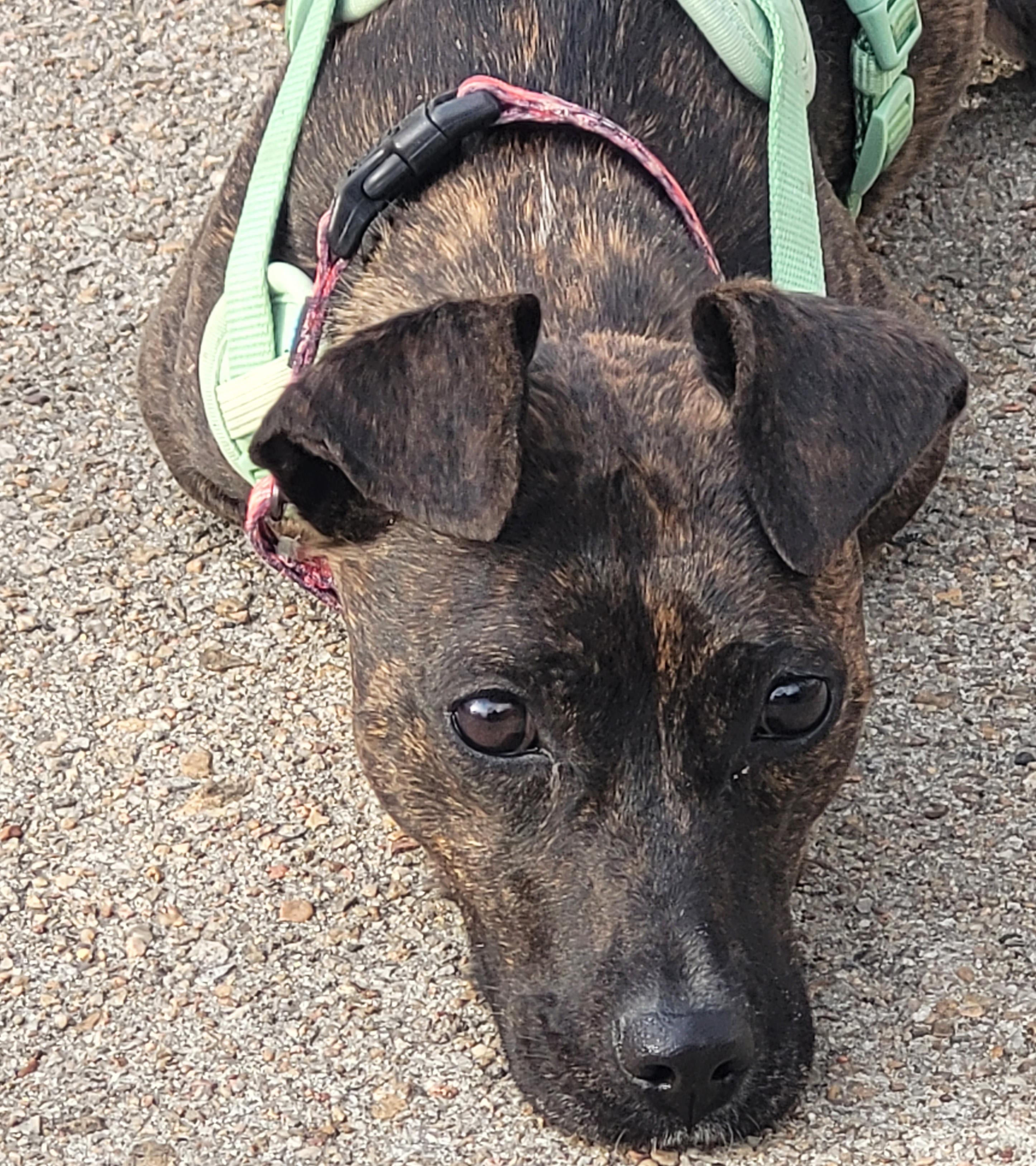 Enlarge Bobbles, a ADOPTABLE mixed breed in Manhattan, KS image 2/6