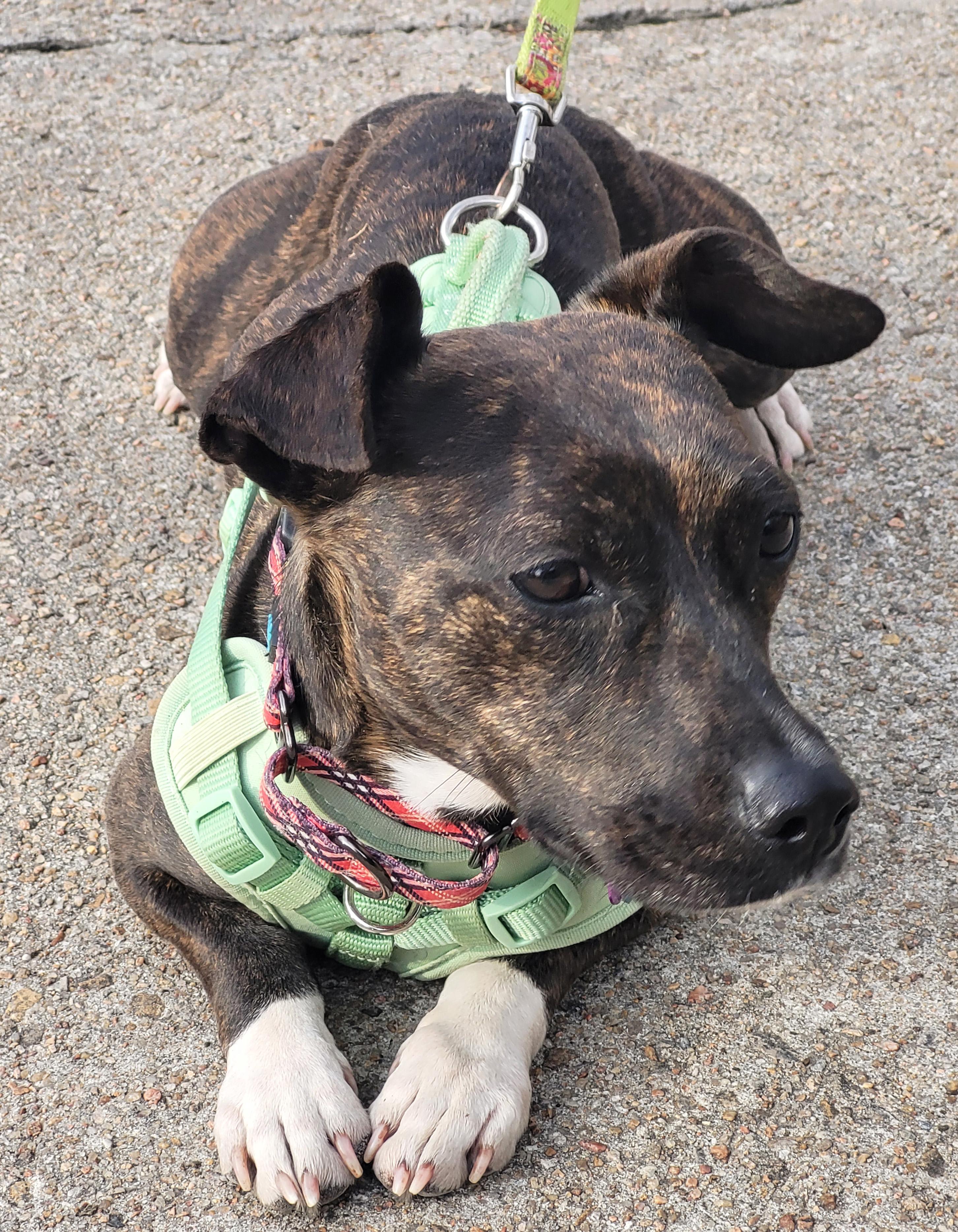 Enlarge Bobbles, a ADOPTABLE mixed breed in Manhattan, KS image 4/6