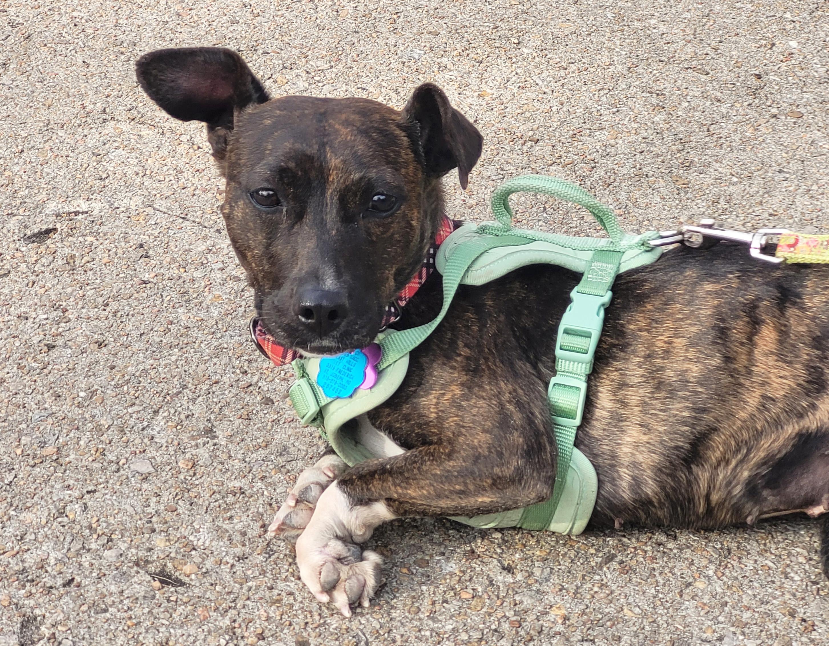 Enlarge Bobbles, a ADOPTABLE mixed breed in Manhattan, KS image 3/6