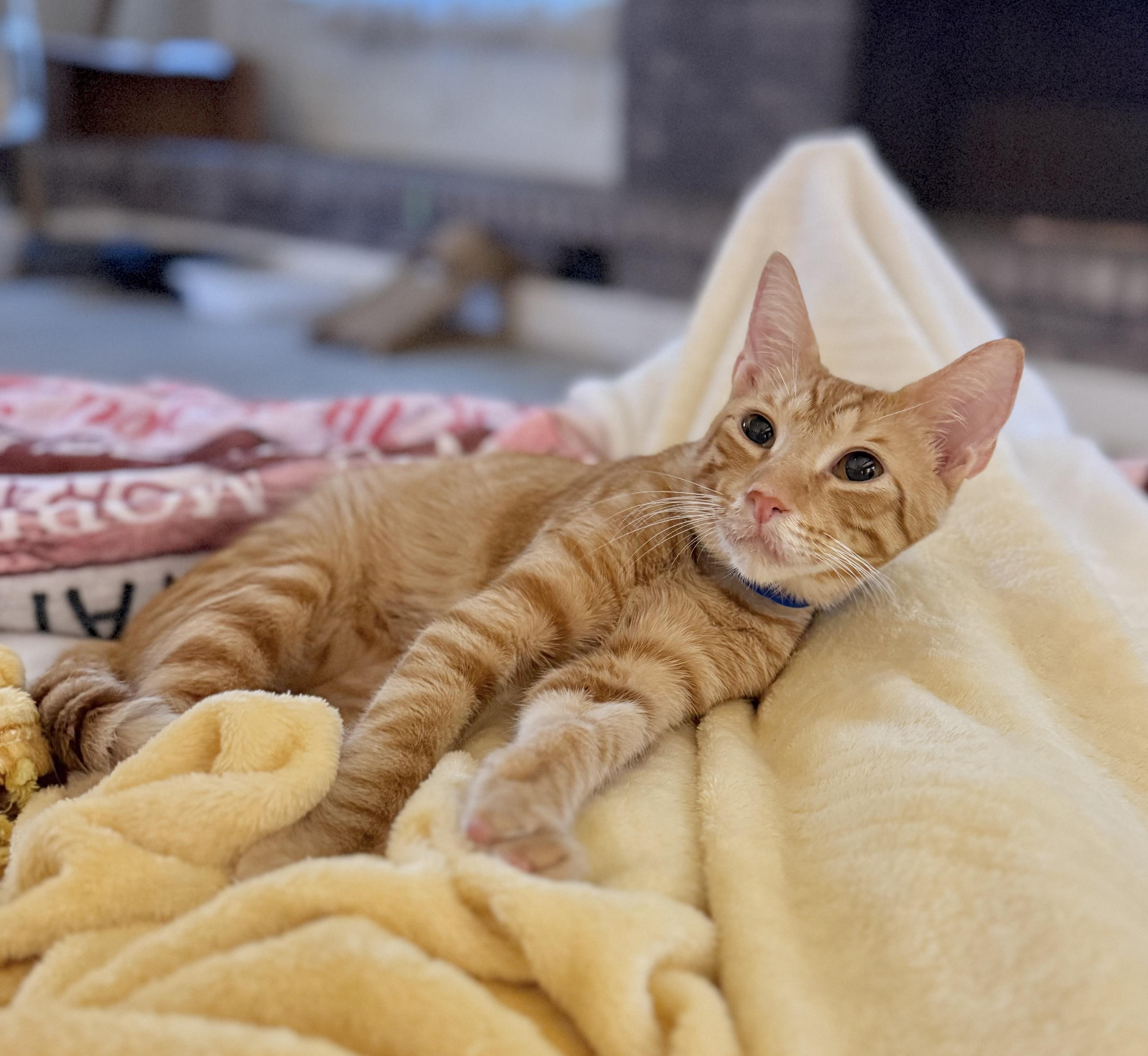 Enlarge Little Bitt, a Adoptable Tabby in Tavares, FL image 3/5