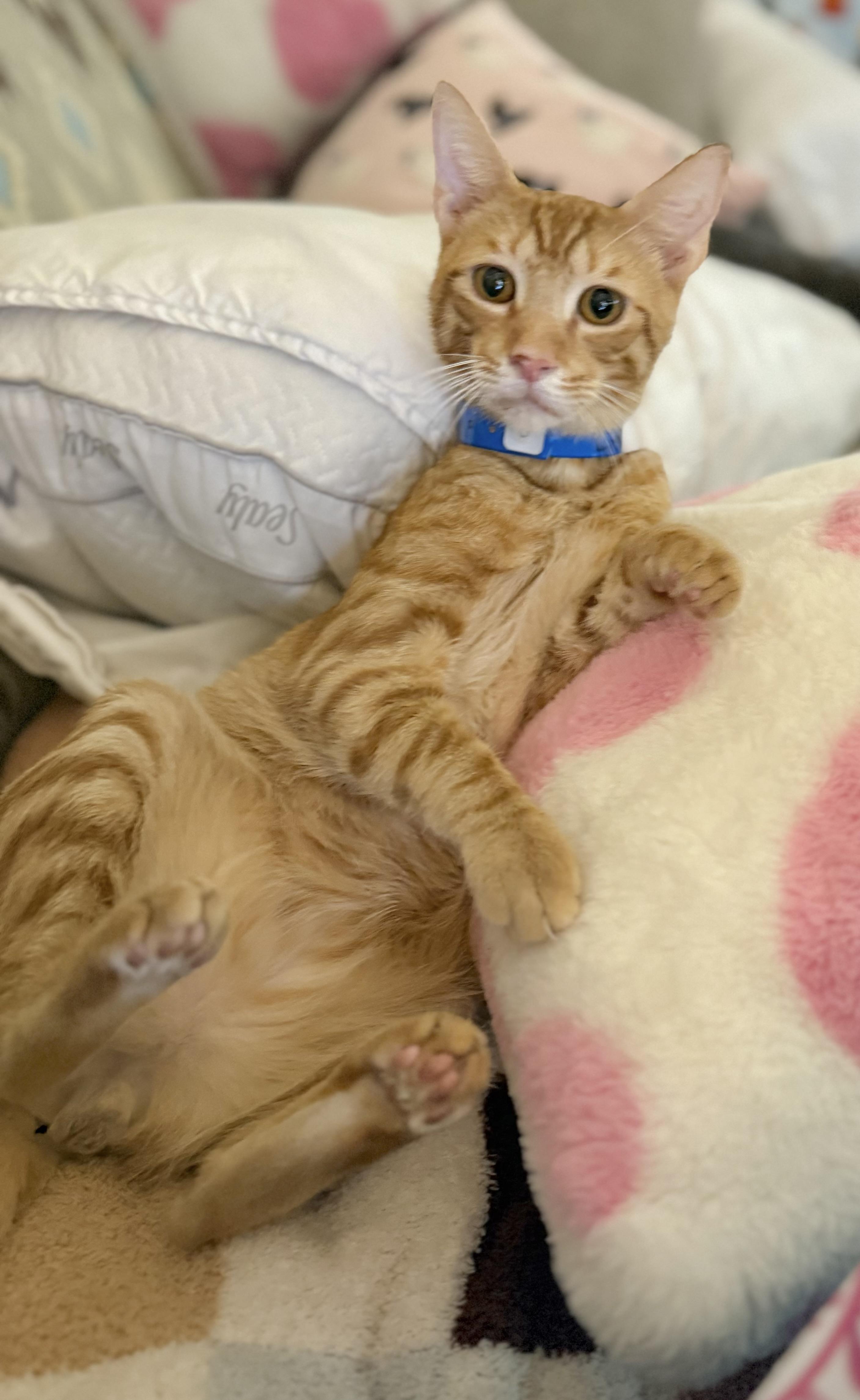 Enlarge Little Bitt, a Adoptable Tabby in Tavares, FL image 2/5