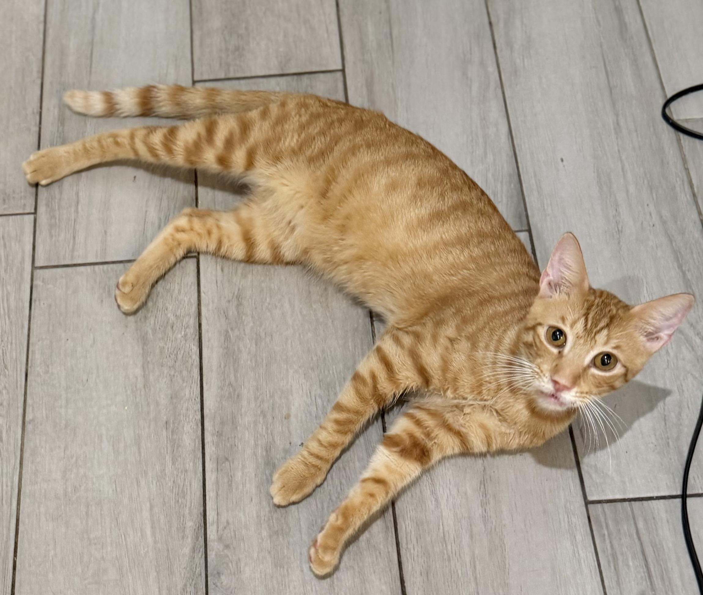 Enlarge Little Bitt, a Adoptable Tabby in Tavares, FL image 5/5