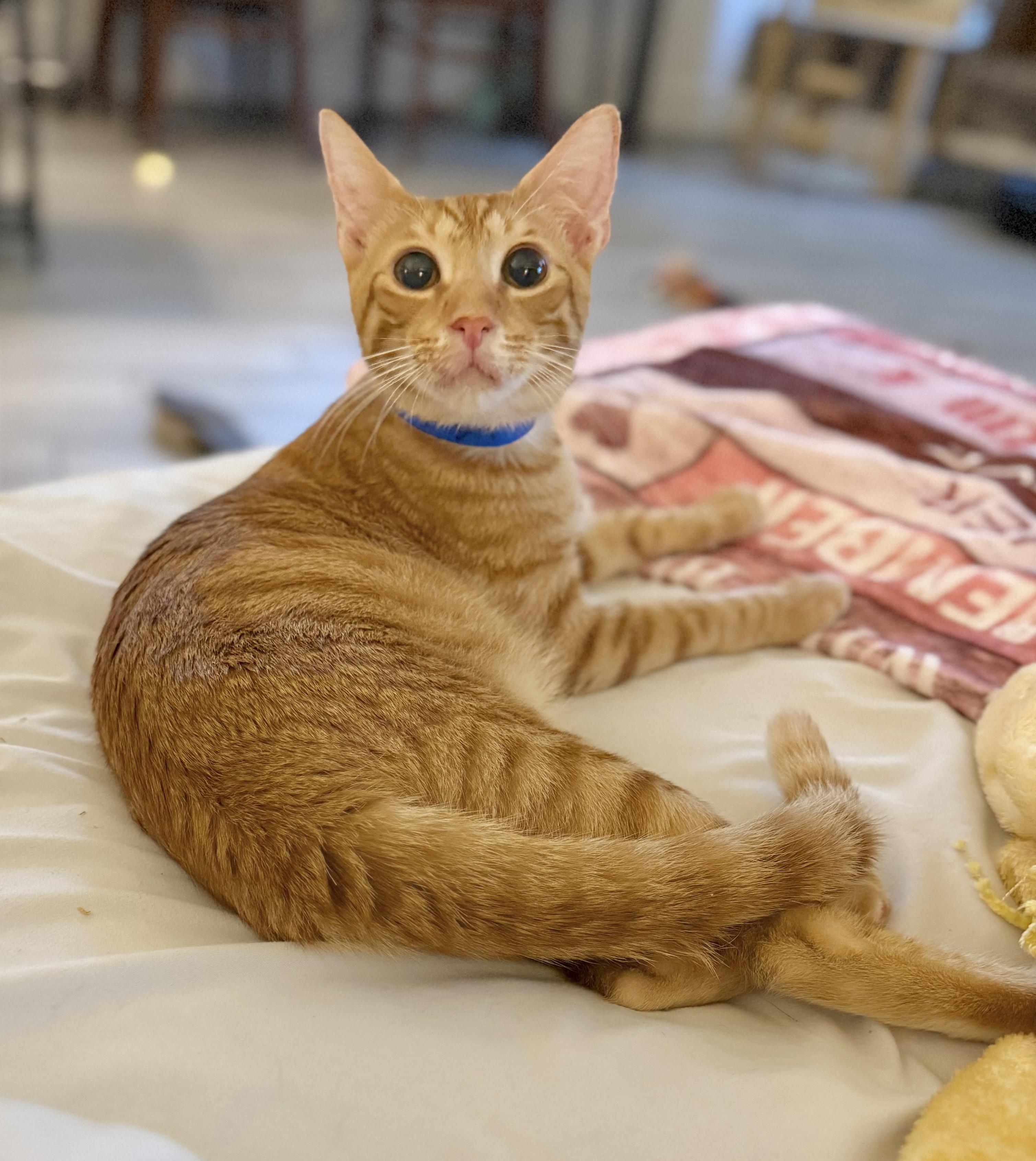 Enlarge Little Bitt, a Adoptable Tabby in Tavares, FL image 1/5