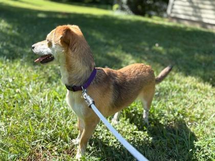 Enlarge Metiche, a Adoptable mixed breed in Morton Grove, IL image 1/3
