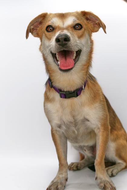 Enlarge Metiche, a Adoptable mixed breed in Morton Grove, IL image 2/3