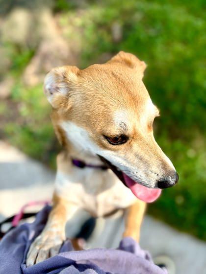 Enlarge Metiche, a Adoptable mixed breed in Morton Grove, IL image 3/3