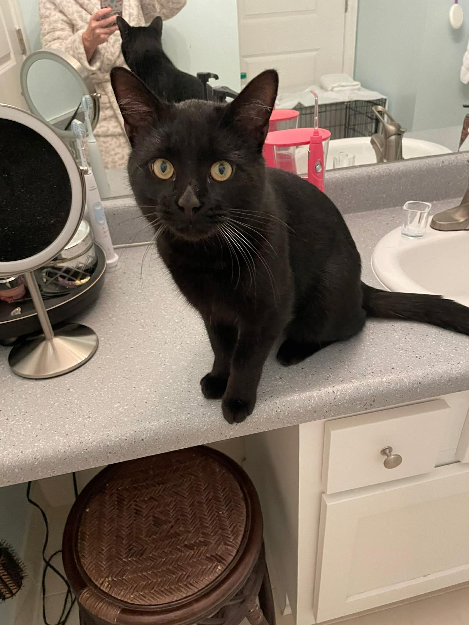 Enlarge Binx, a ADOPTABLE Domestic Short Hair in Davison, MI image 1/4