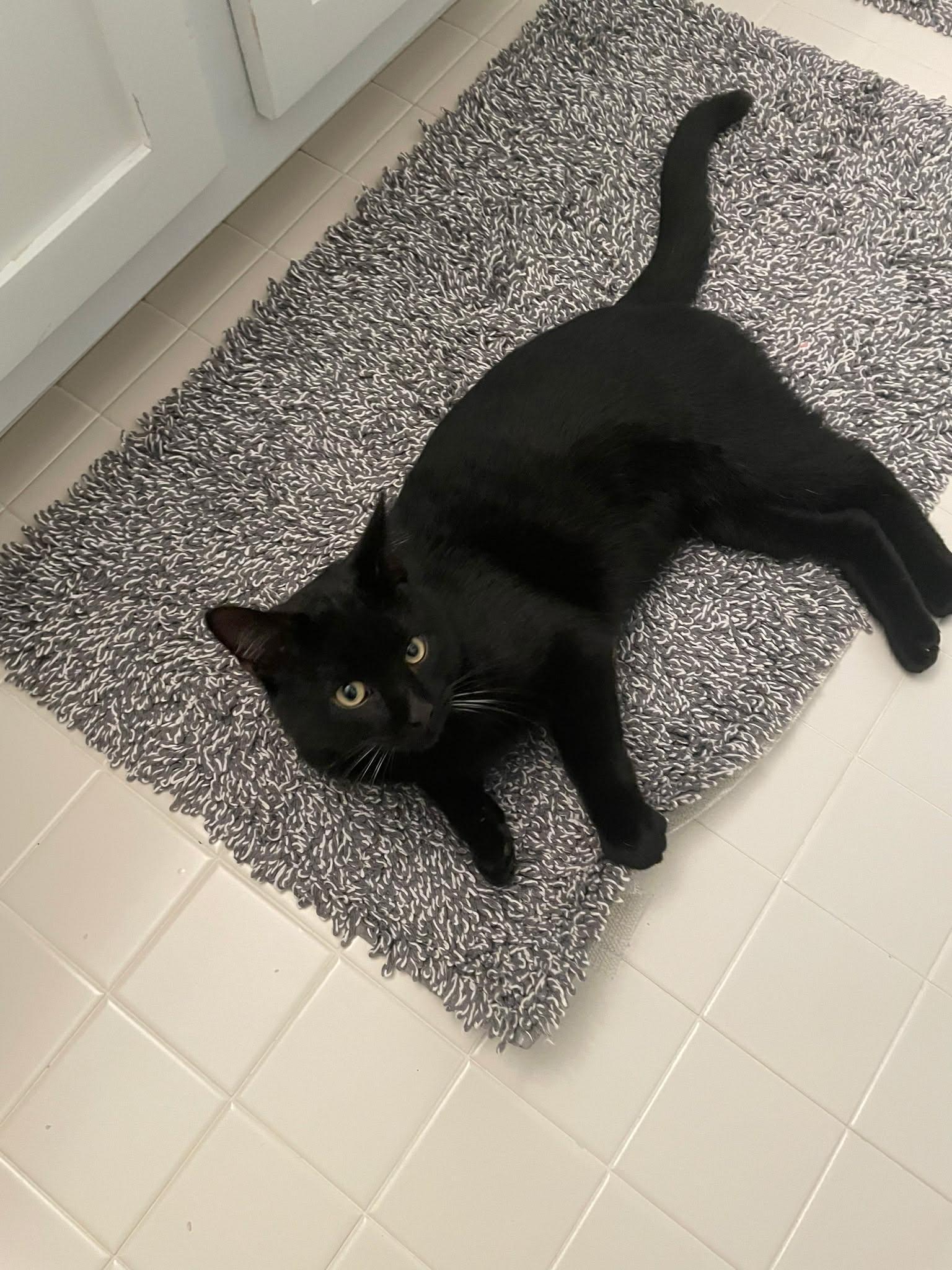 Enlarge Binx, a ADOPTABLE Domestic Short Hair in Davison, MI image 4/4