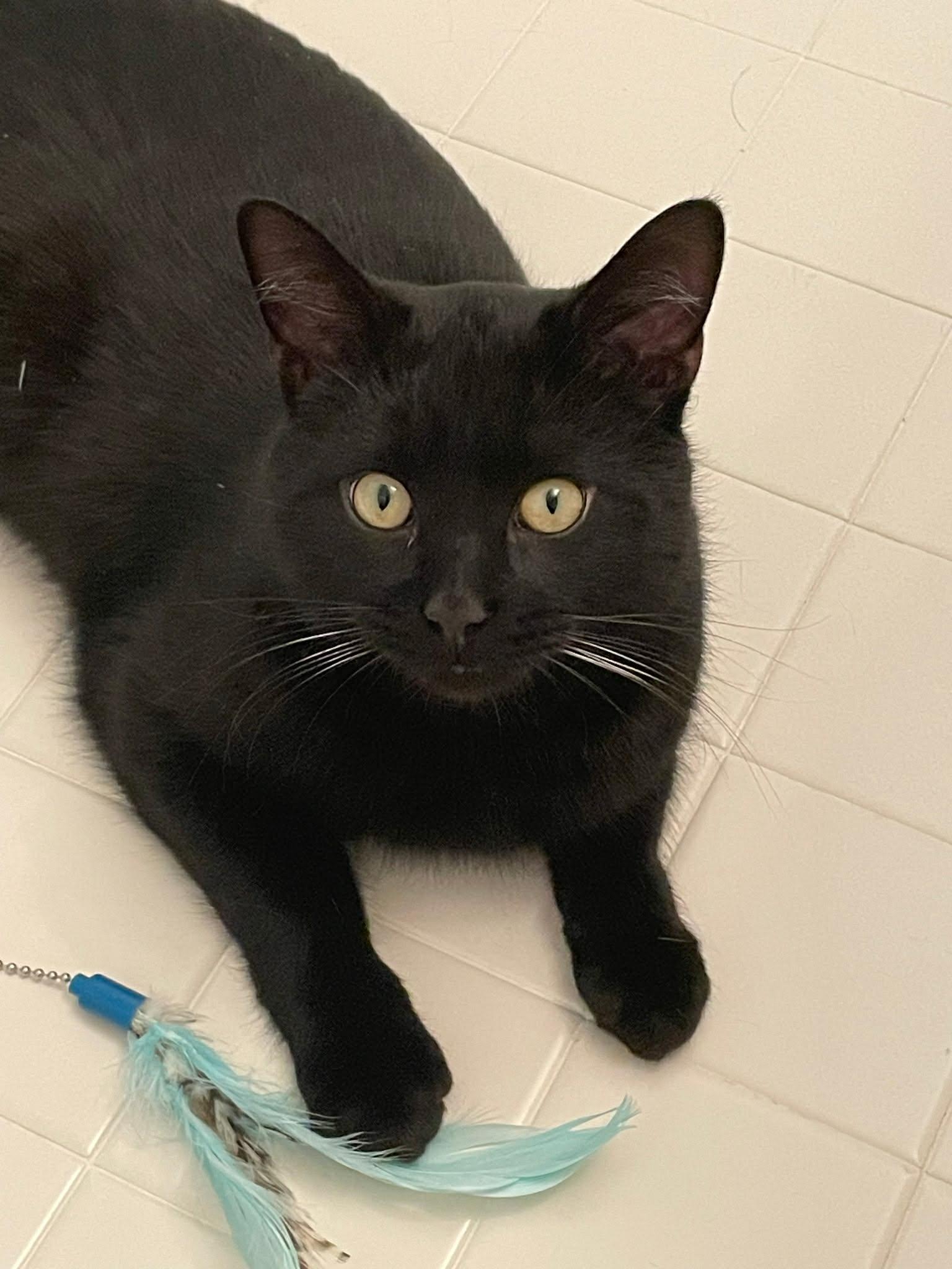 Enlarge Binx, a ADOPTABLE Domestic Short Hair in Davison, MI image 2/4