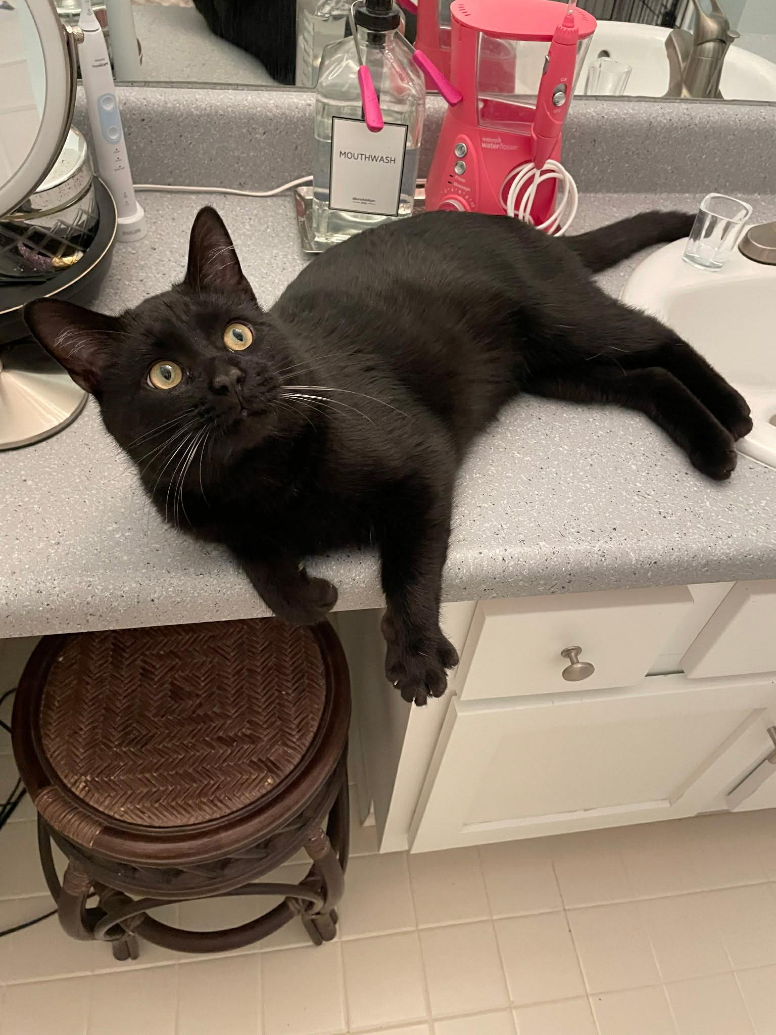 Enlarge Binx, a ADOPTABLE Domestic Short Hair in Davison, MI image 3/4