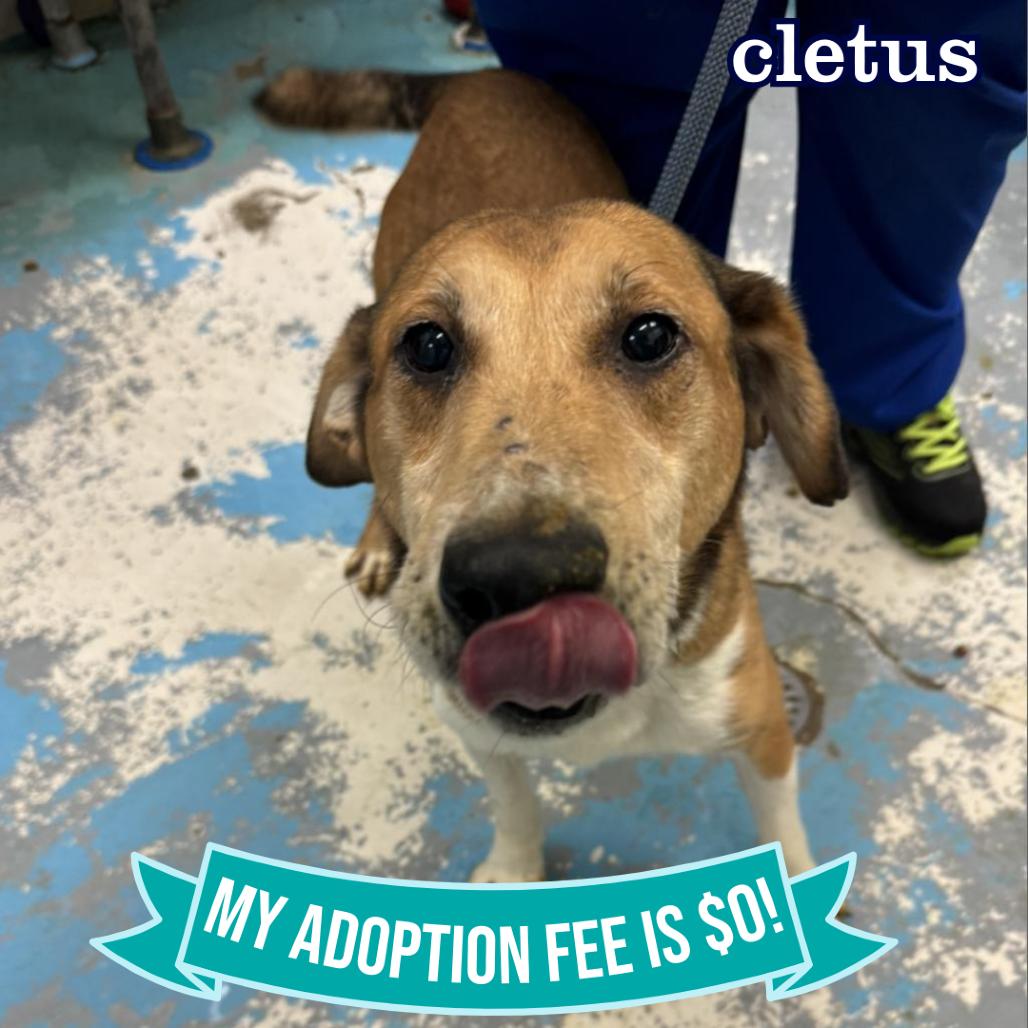 Cletus, a Adoptable Mixed Breed in Charleston, WV image 1/6