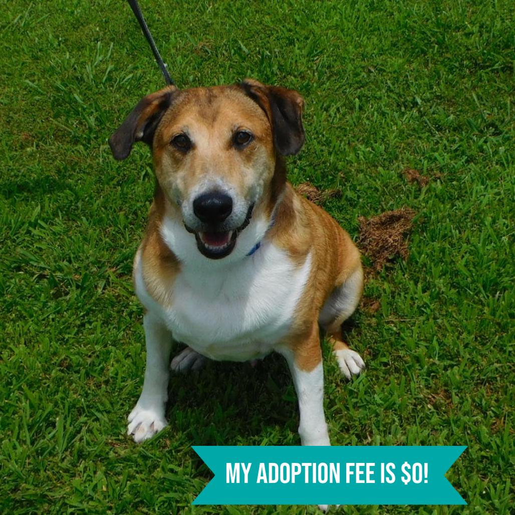 Cletus, a Adoptable Mixed Breed in Charleston, WV image 2/6