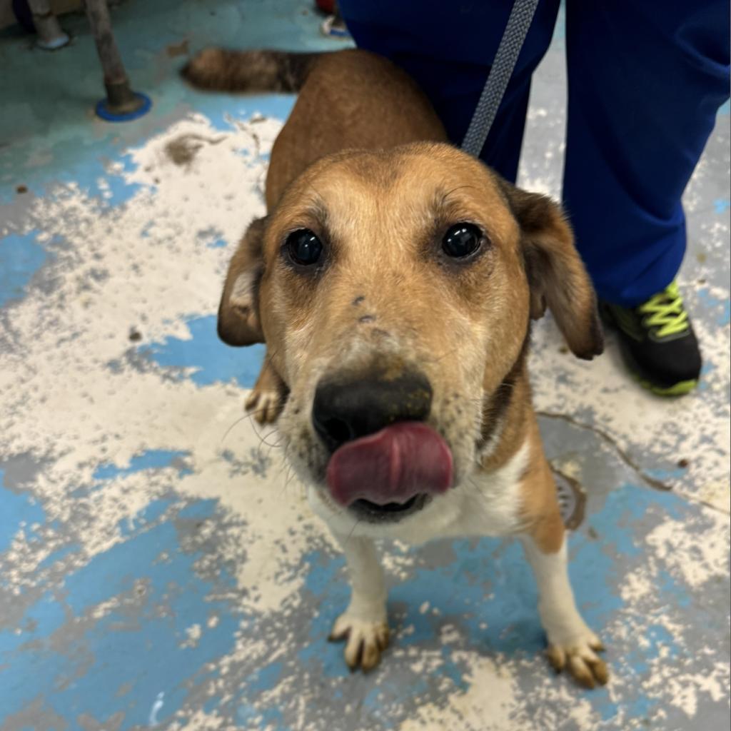 Cletus, a Adoptable Mixed Breed in Charleston, WV image 3/6