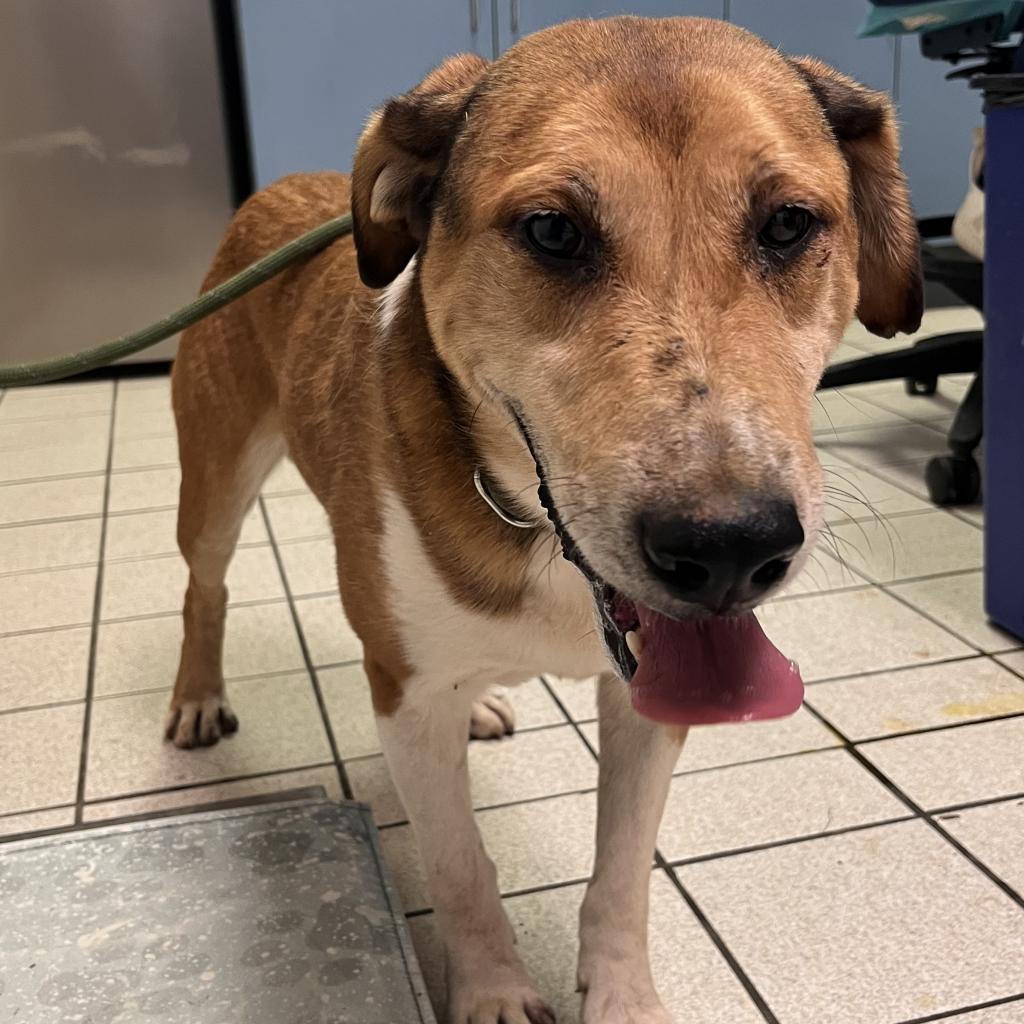 Cletus, a Adoptable Mixed Breed in Charleston, WV image 4/6