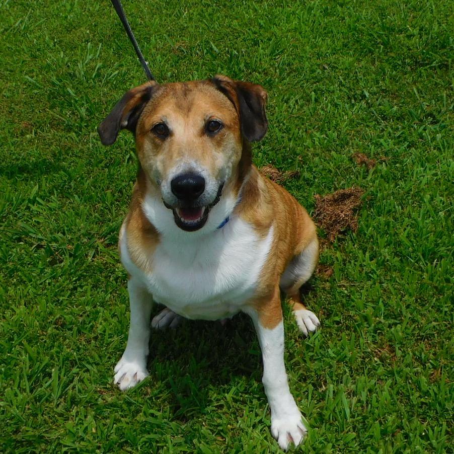 Cletus, a Adoptable Mixed Breed in Charleston, WV image 5/6