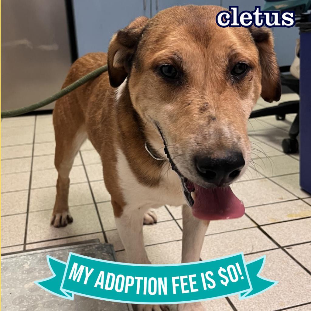 Cletus, a Adoptable Mixed Breed in Charleston, WV image 6/6