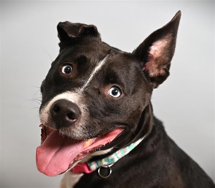 SKY, Adoptable, Adult Female Pit Bull Terrier & Mixed Breed.