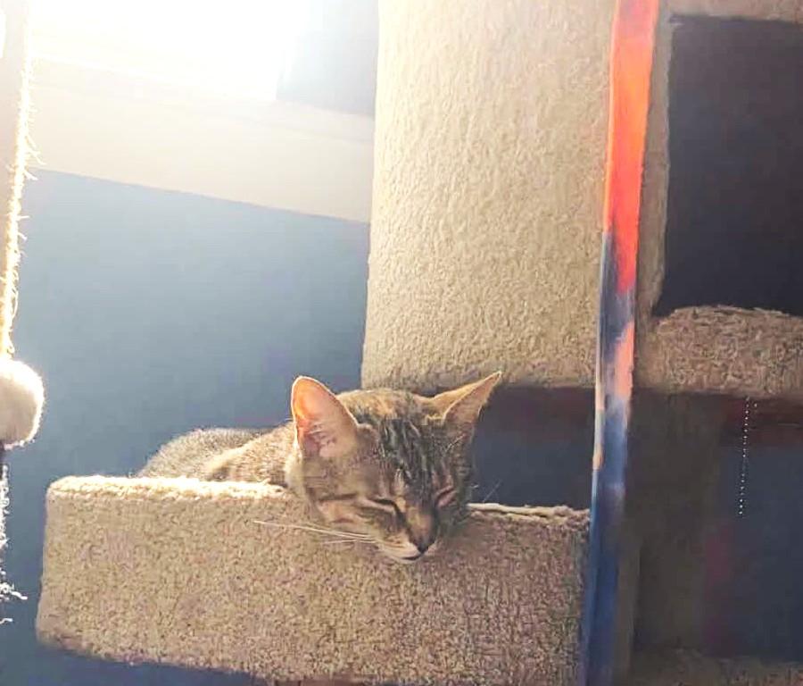 Blair (ID 51036/1192), a ADOPTABLE Domestic Short Hair in Manassas, VA image 5/6