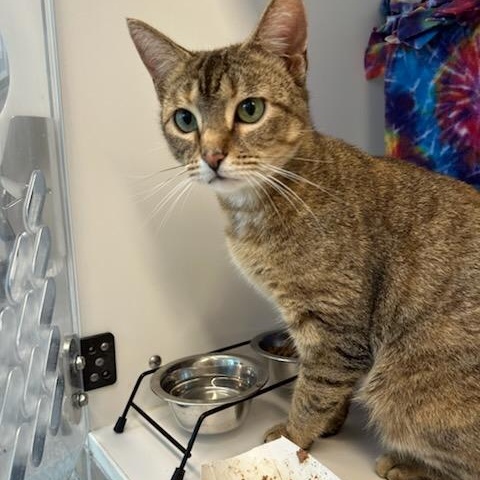 Blair (ID 51036/1192), ADOPTABLE, Young Female Domestic Short Hair.