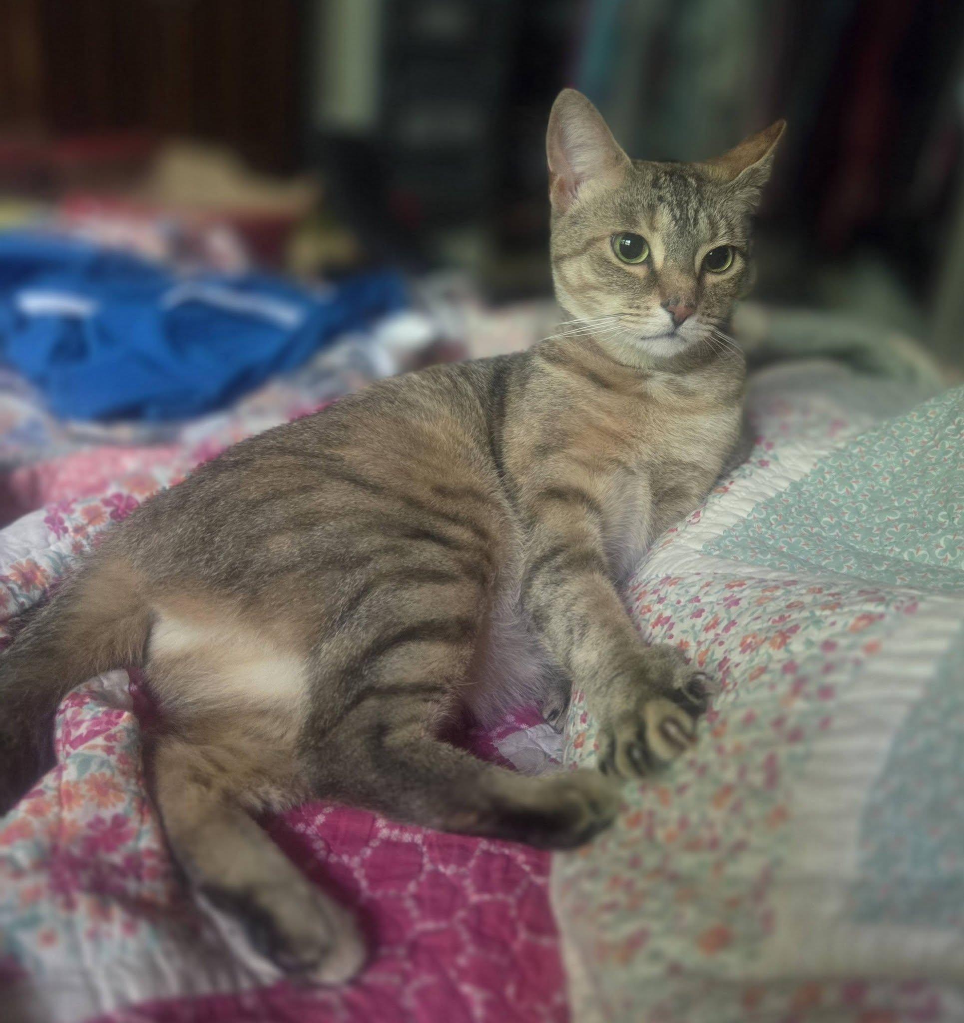 Blair (ID 51036/1192), ADOPTABLE, Young Female Domestic Short Hair.