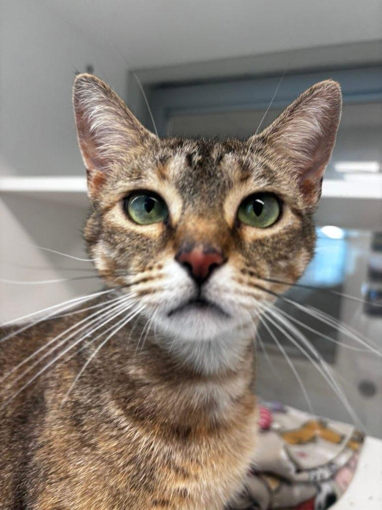 Blair (ID 51036/1192), ADOPTABLE, Young Female Domestic Short Hair.