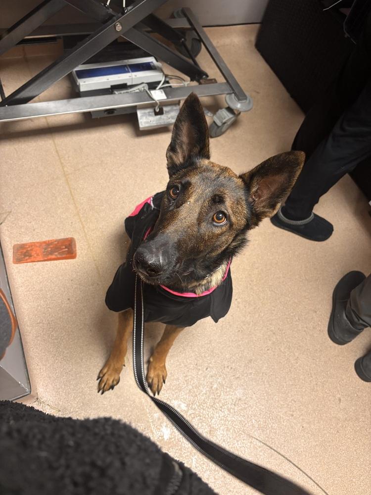 Rosa, Adoptable, Adult Female Belgian Shepherd / Malinois.