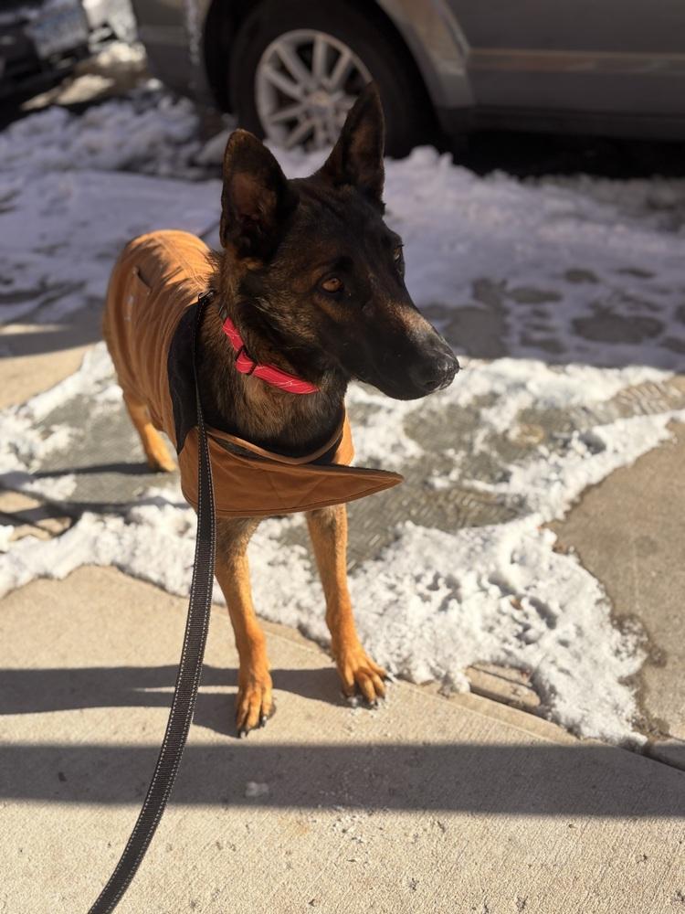 Rosa, a Adoptable Belgian Shepherd / Malinois in Bronx, NY image 2/6