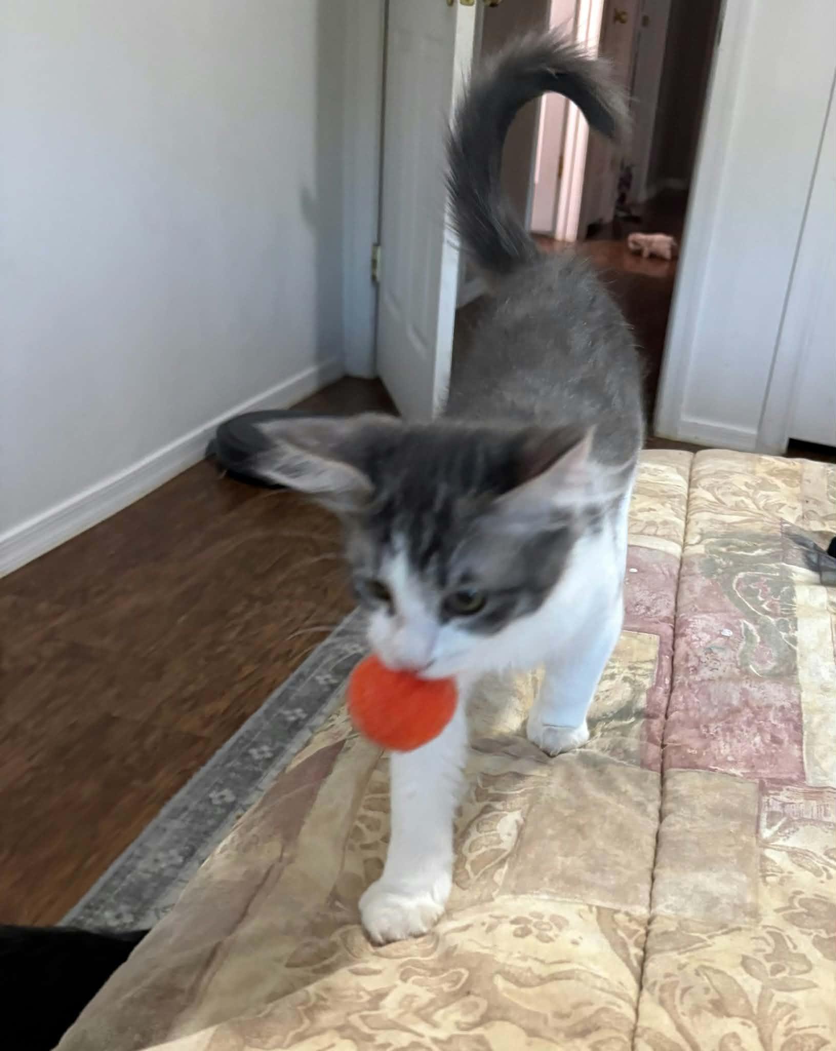Enlarge Asher, an adopted mixed breed in Youngtown, AZ image 3/3