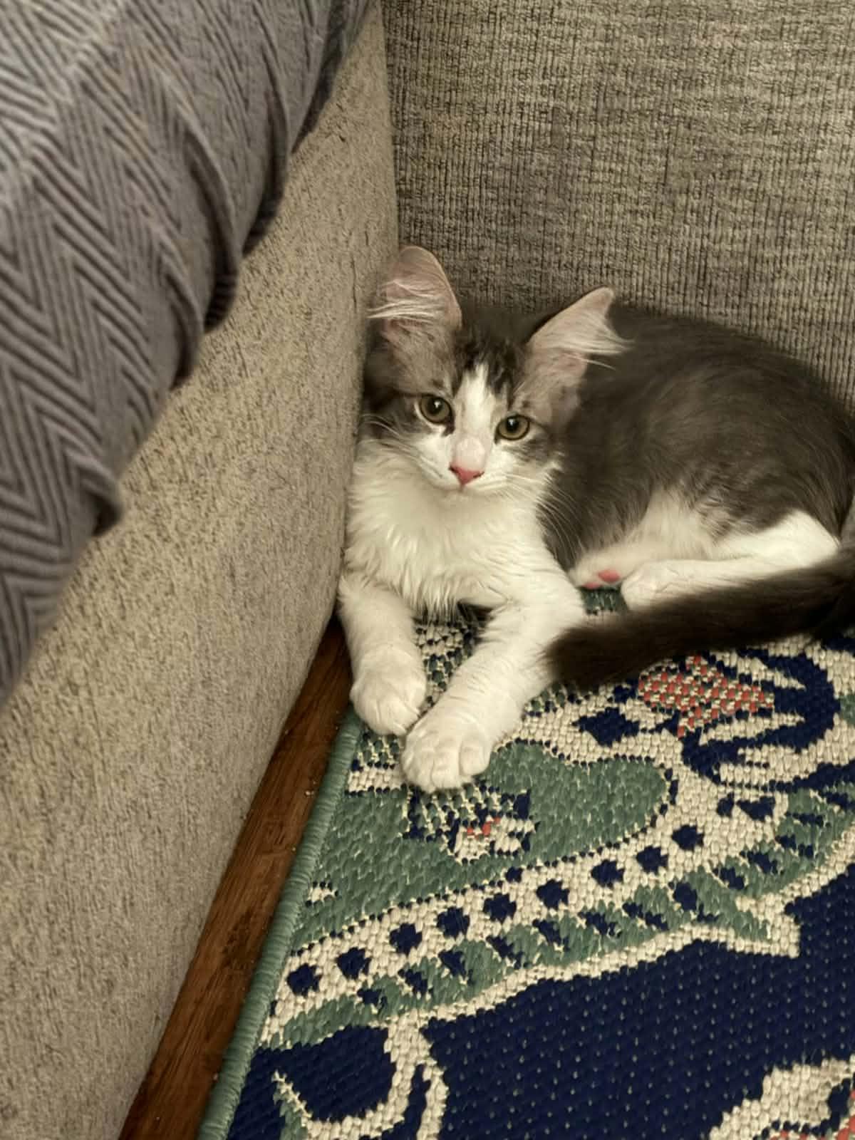 Enlarge Asher, an adopted mixed breed in Youngtown, AZ image 2/3