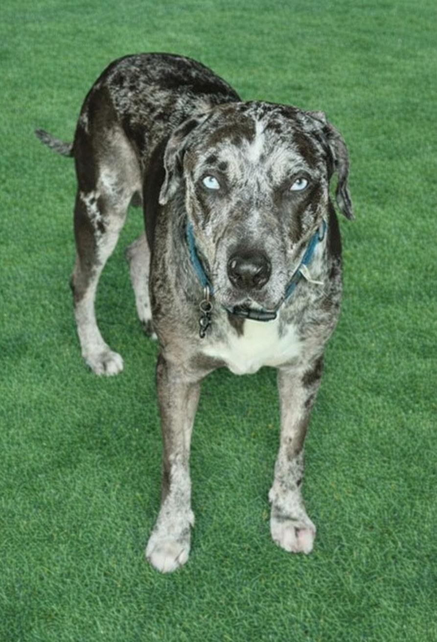 Koda, a ADOPTABLE mixed breed in Oregon, WI image 6/6